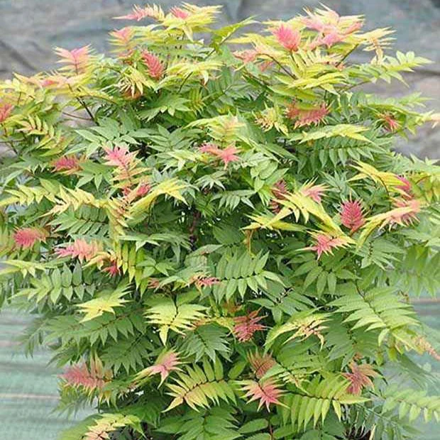 Sorbaire Pink Hopi® - Image 2