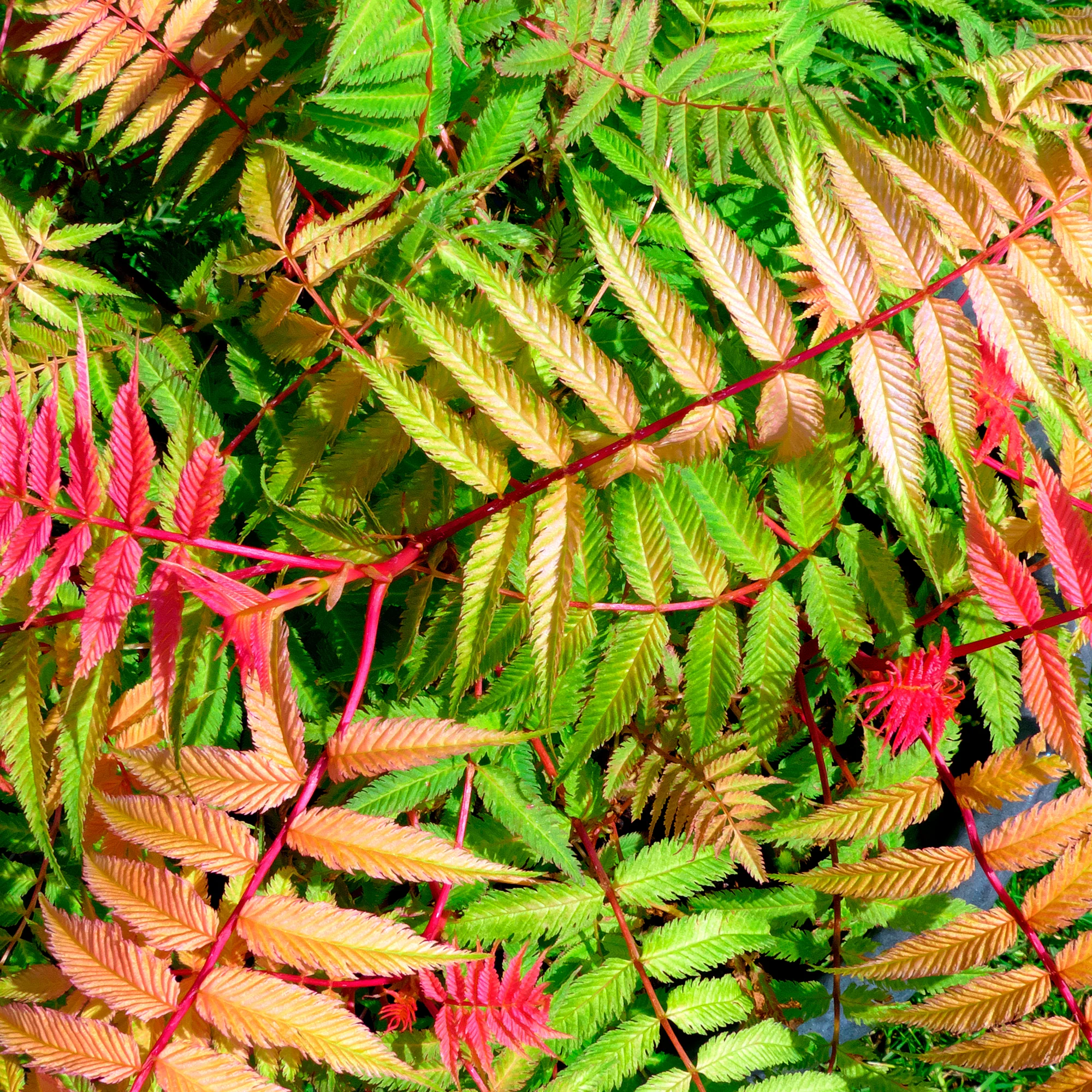 Sorbaire Pink Hopi® - Image 3