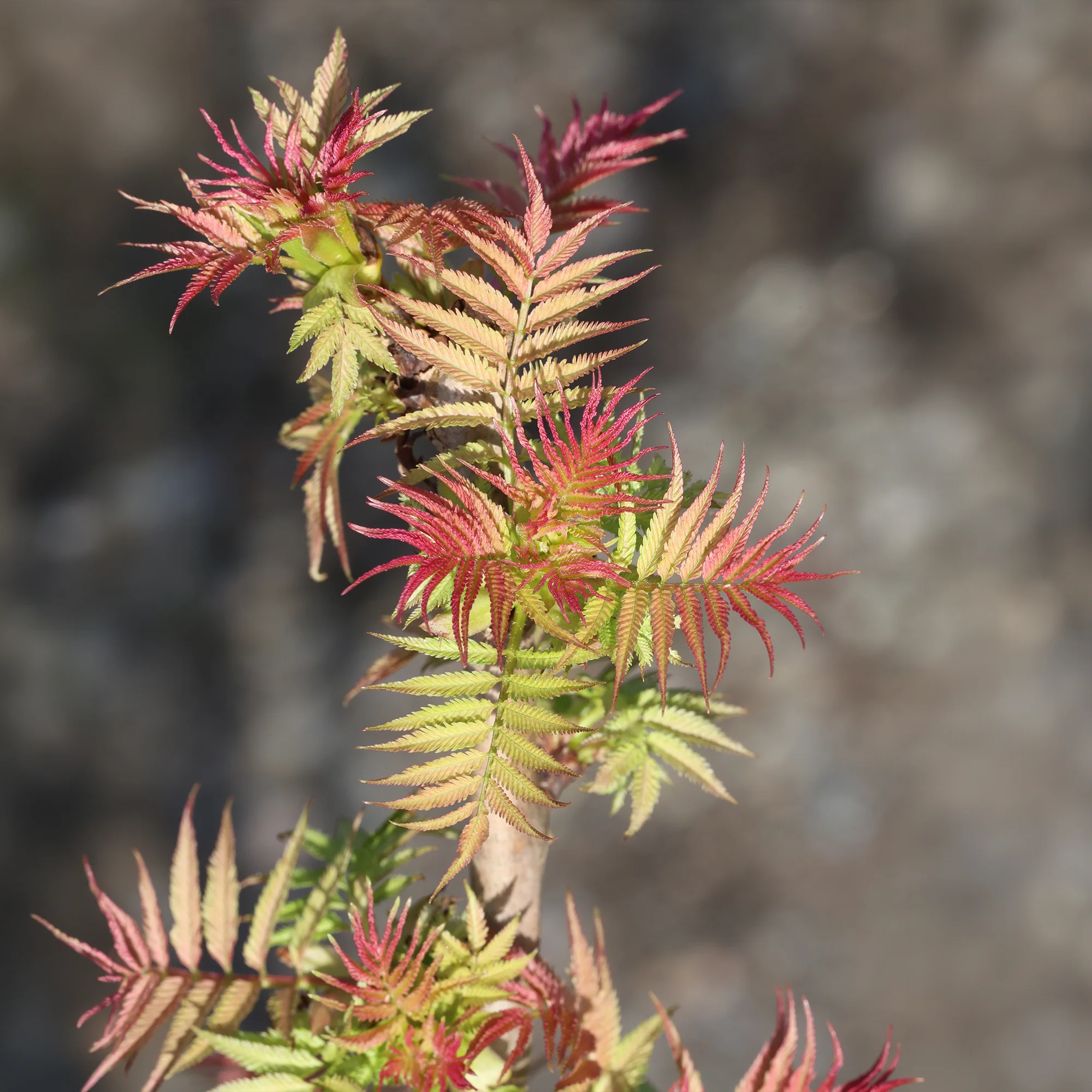 Sorbaire Pink Hopi® - Image 6