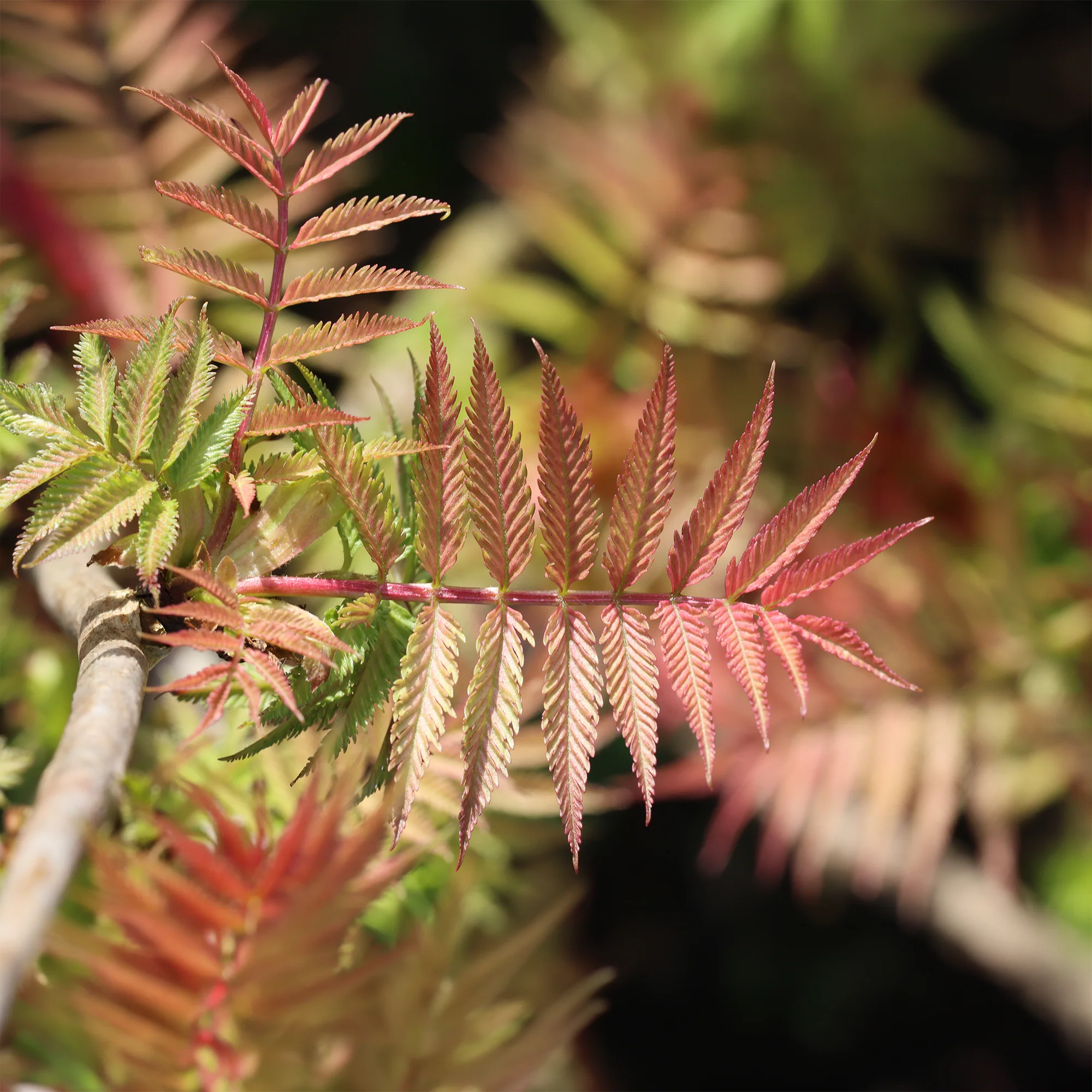 Sorbaire Pink Hopi® - Image 7