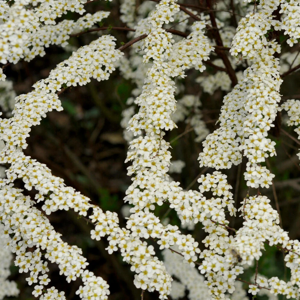 Spiraea dentelée - Image 2