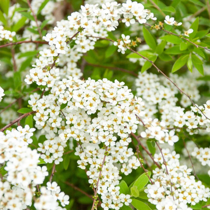 Spiraea dentelée - Image 4