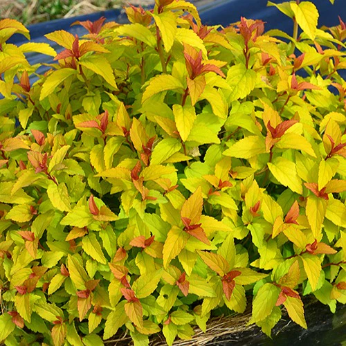 Spirée du Japon Merlo® Gold