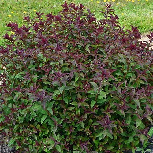 Spirée du Japon Merlo® Green