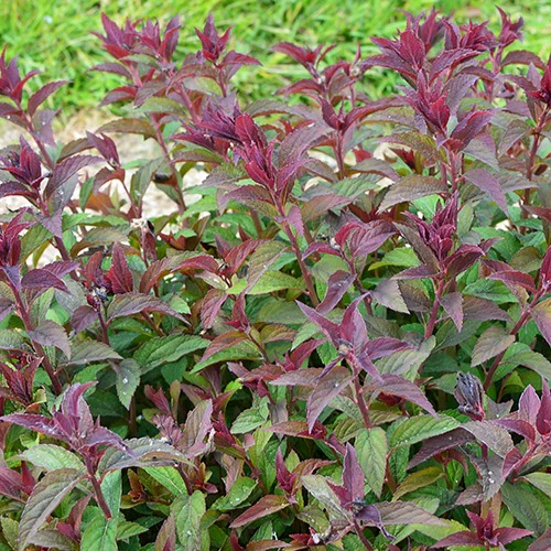 Spirée du Japon Merlo® Green - Image 2