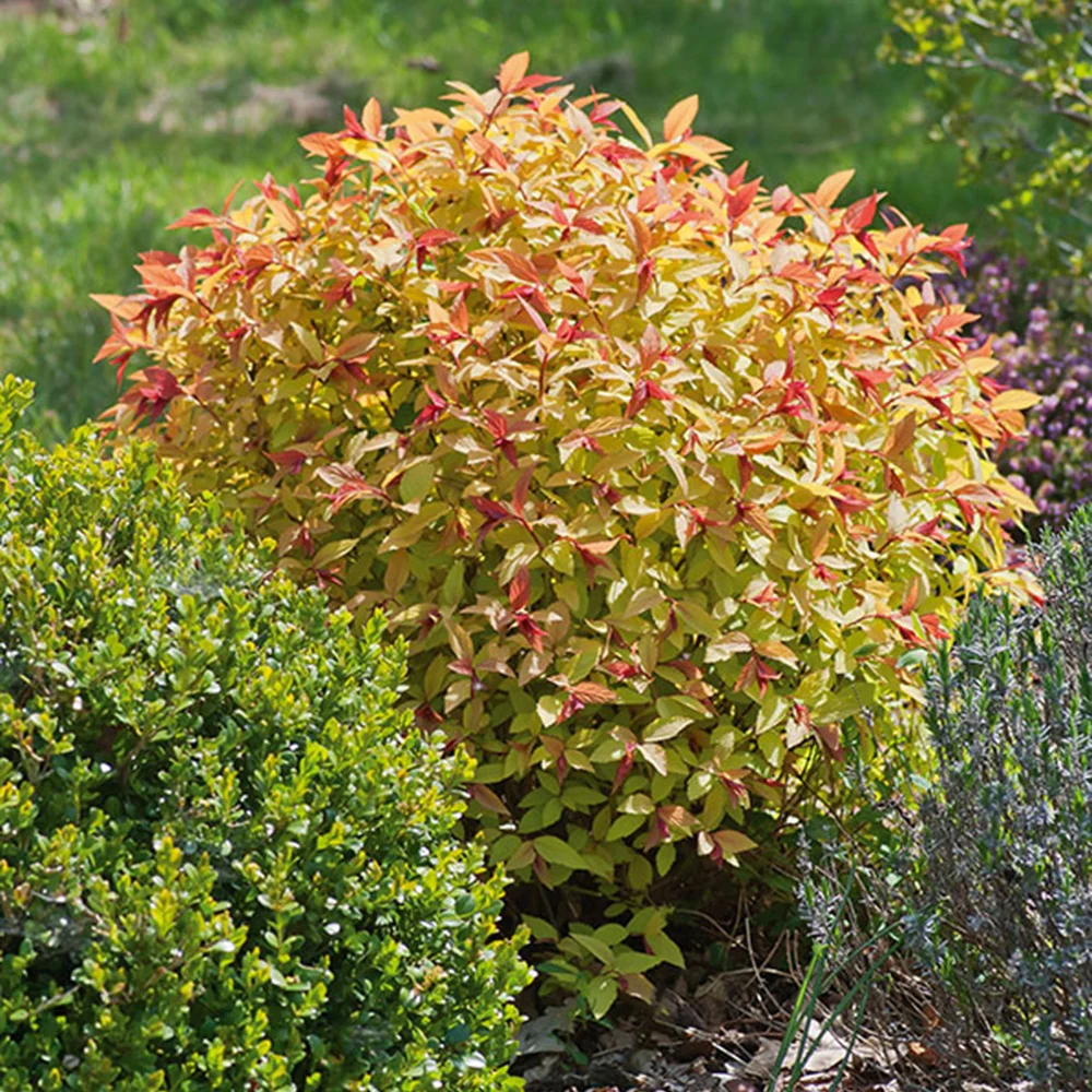 Spirée 'Goldflame' - Image 3