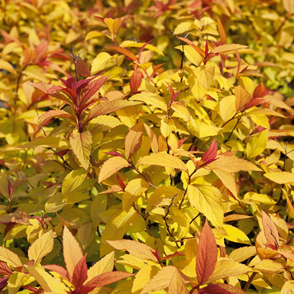 Spirée 'Goldflame' - Image 5