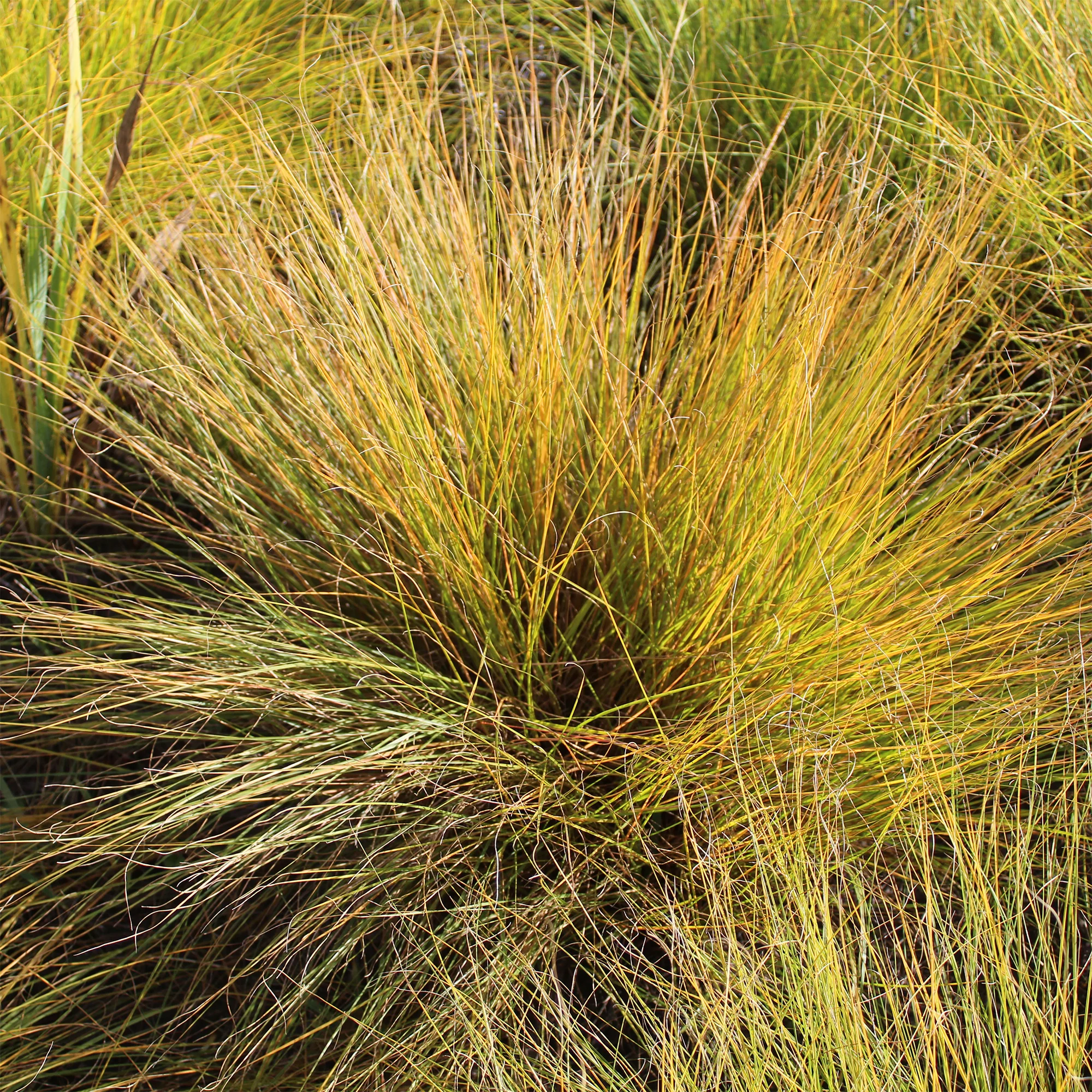 Sporobole à glumes inégales