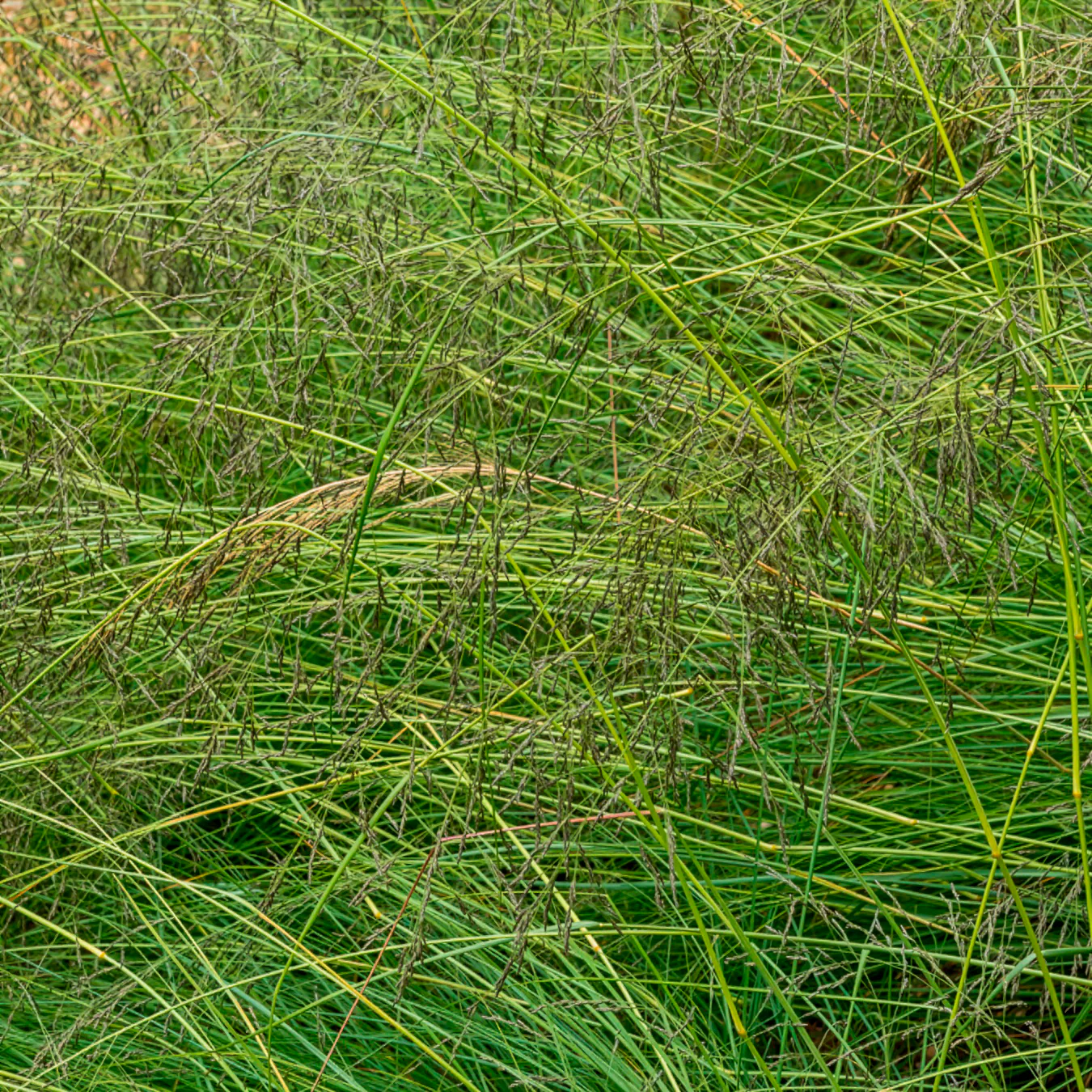 Sporobole à glumes inégales - Image 2