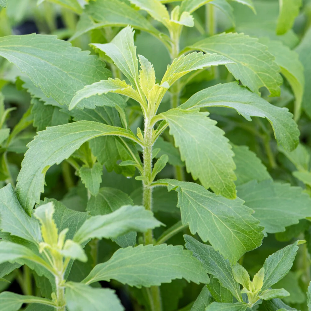 Stevia - Herbe à sucre