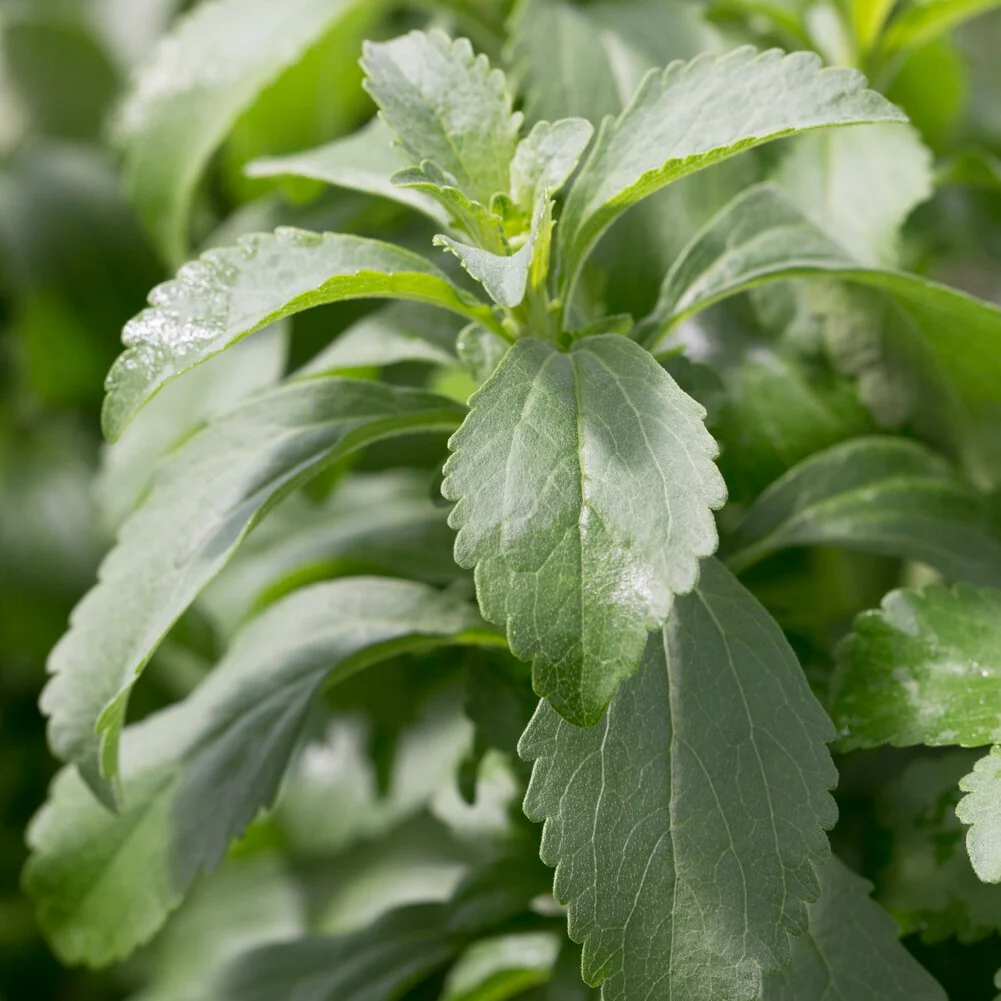 Stevia - Herbe à sucre - Image 2