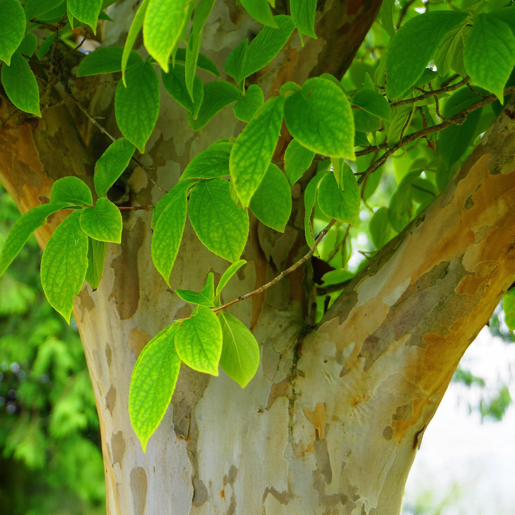 Stewartia - Image 5