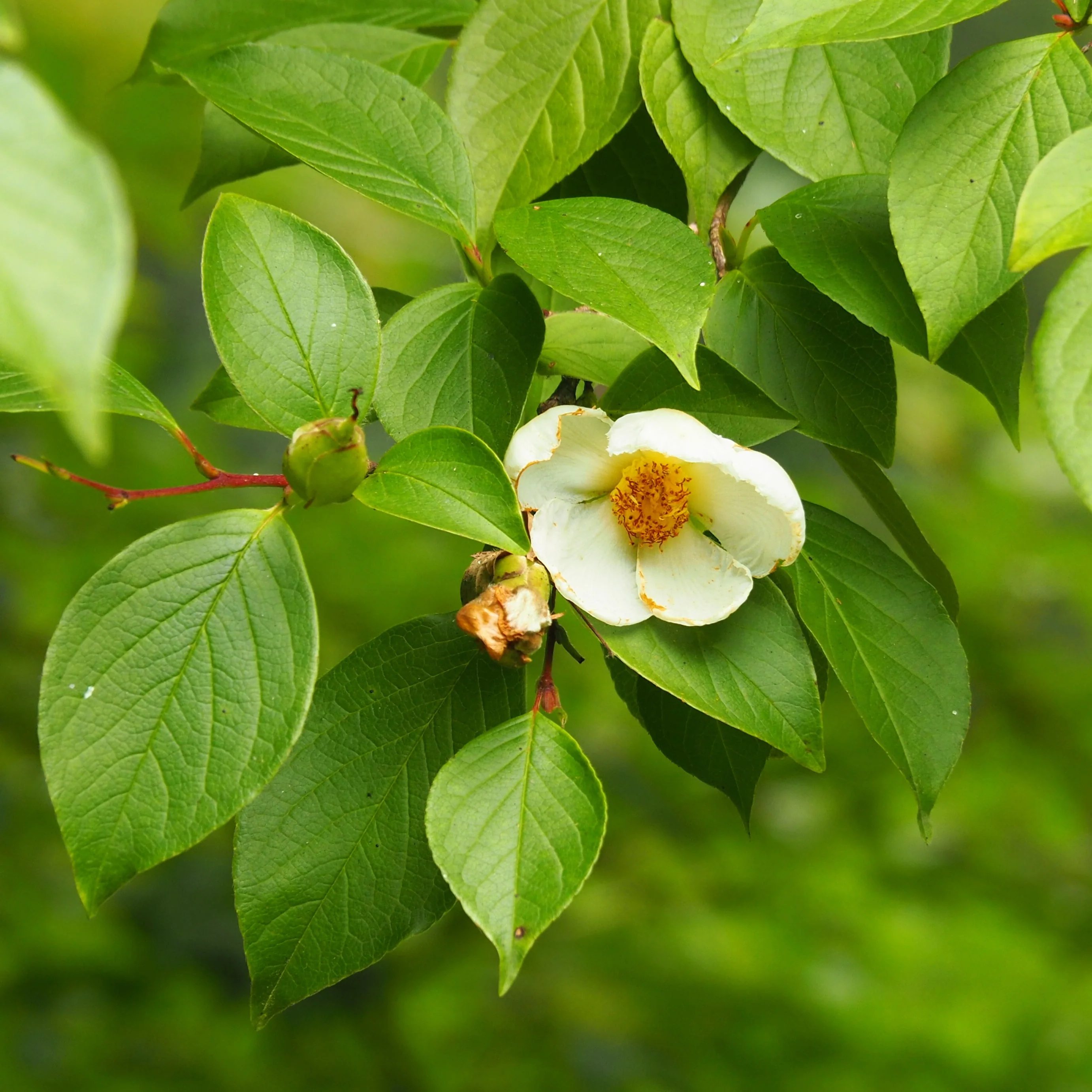 Stewartia - Image 6