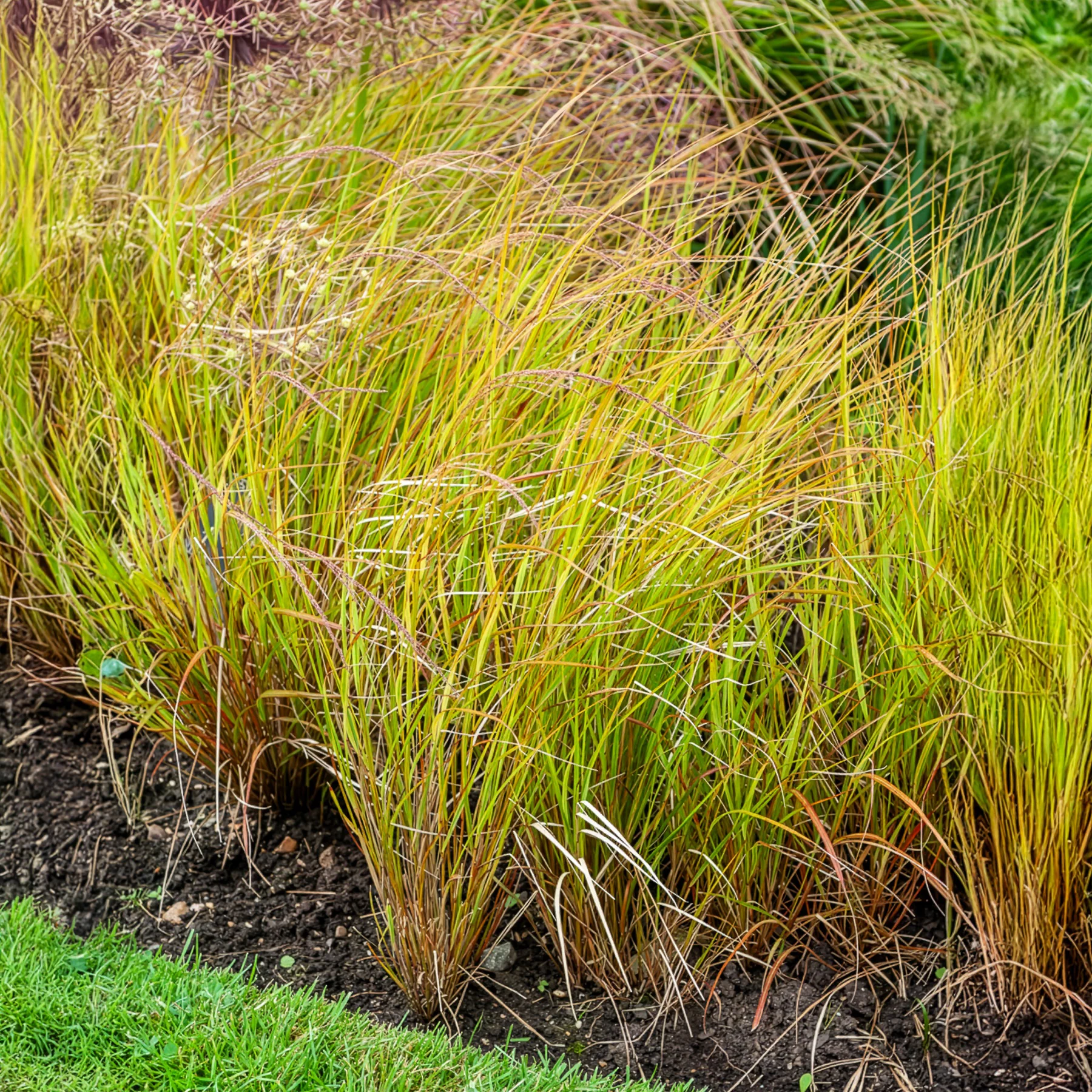 Stipa arundinacea
