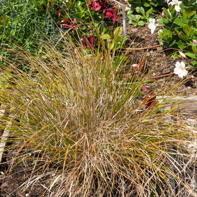 Stipa arundinacea - Image 2