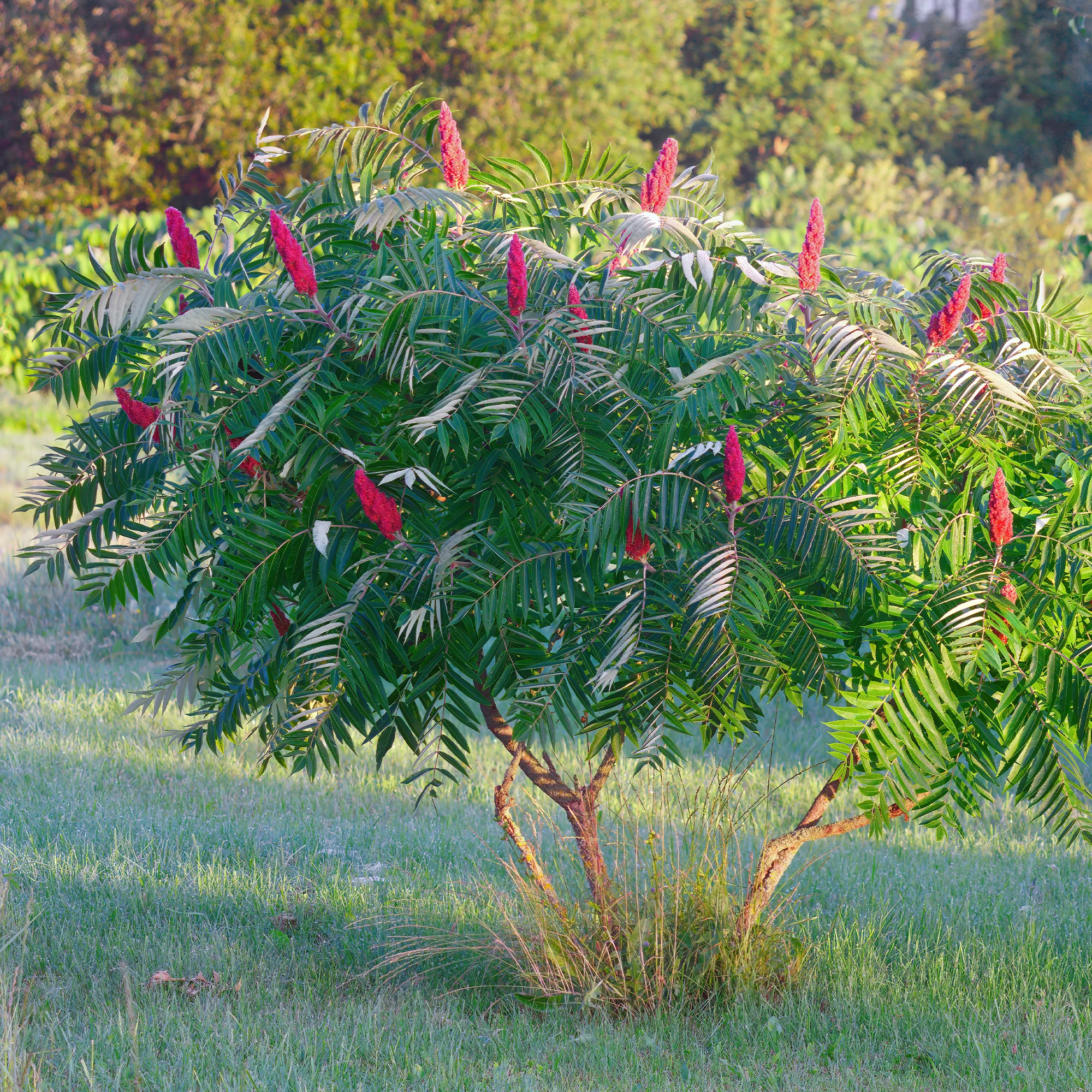 Sumac de Virginie - Image 2