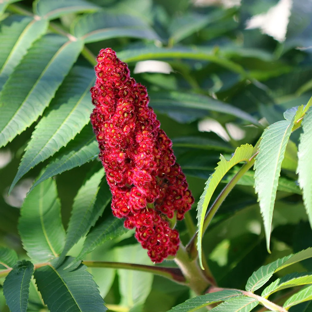 Sumac de Virginie - Image 4
