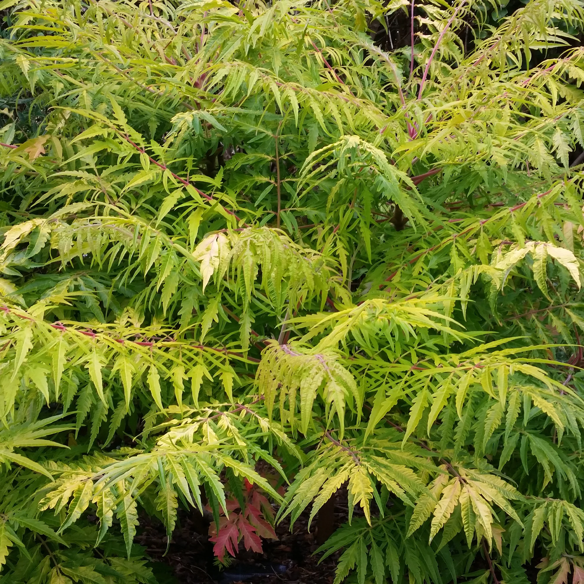 Sumac de Virginie Tiger Eyes - Image 2