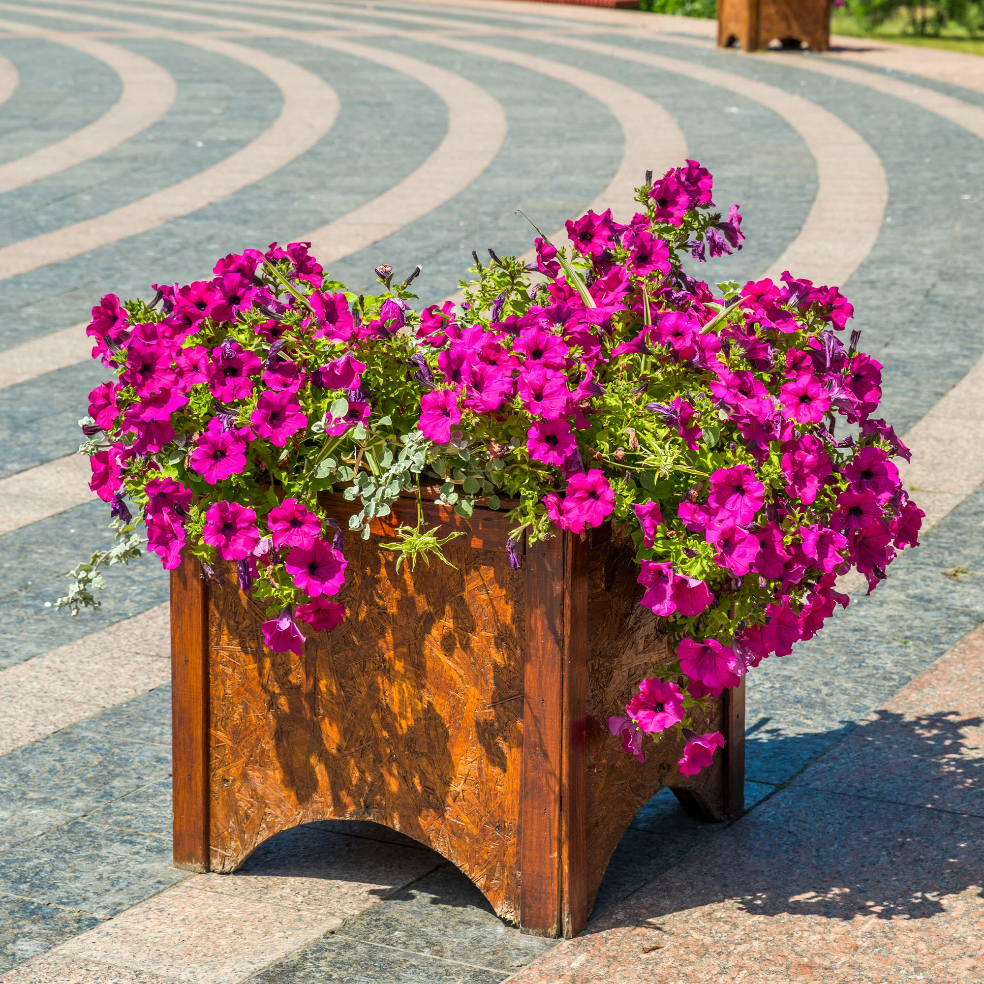 Surfinia rose - Image 3