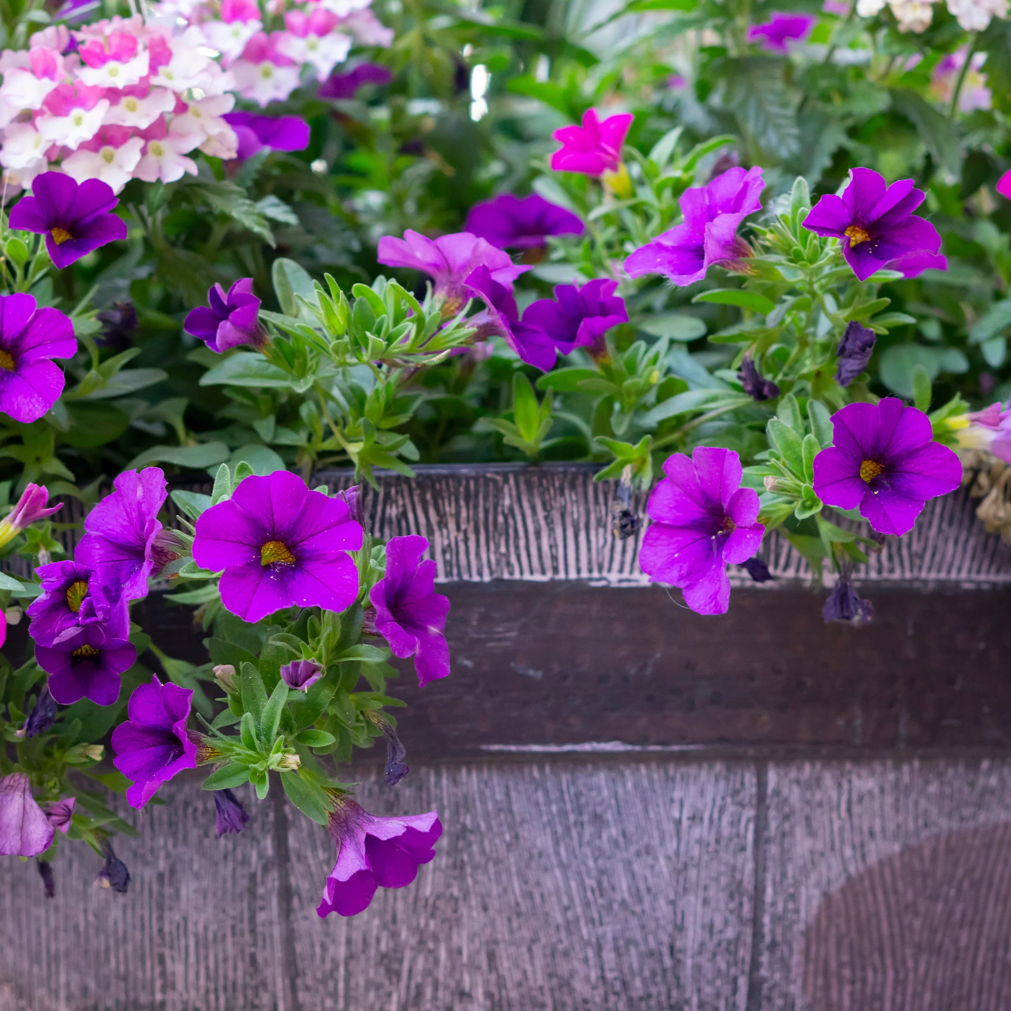 Surfinia violette - Image 2