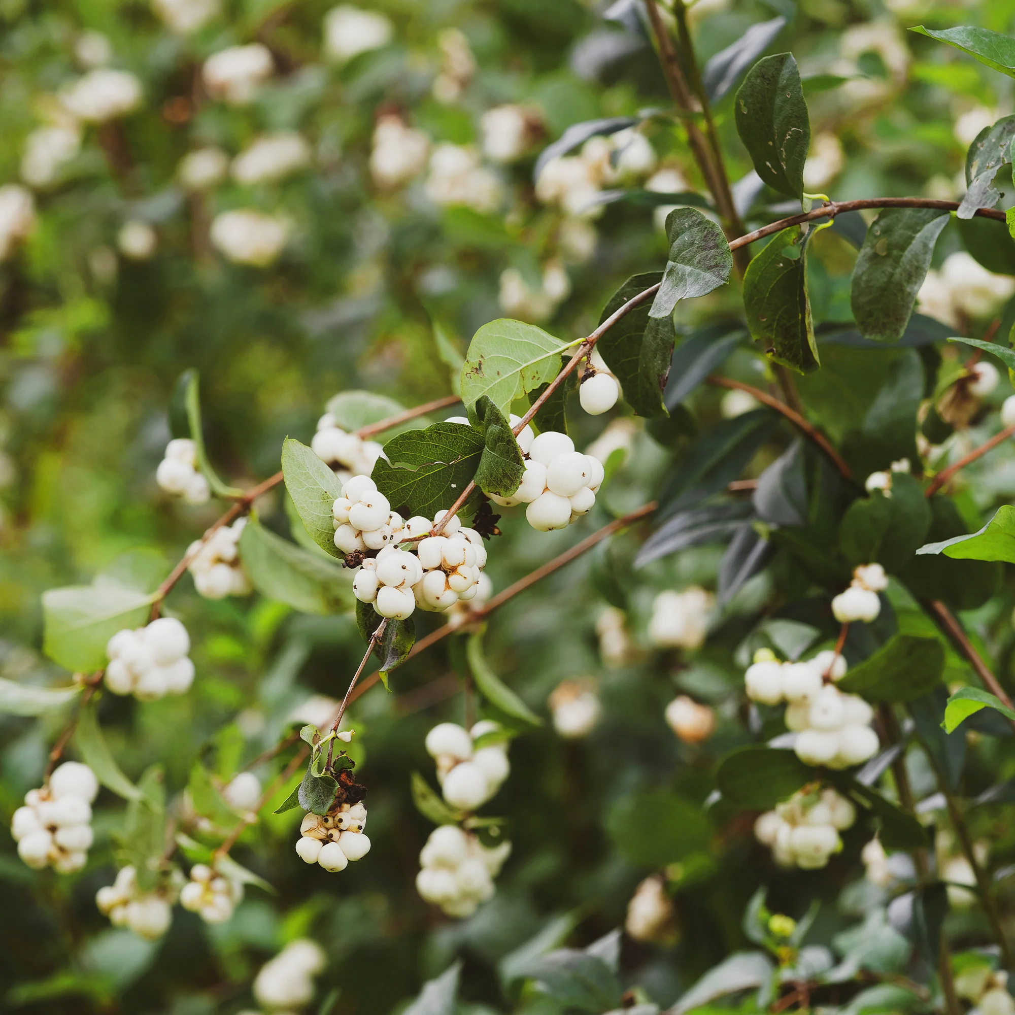 Symphorine White Hedge