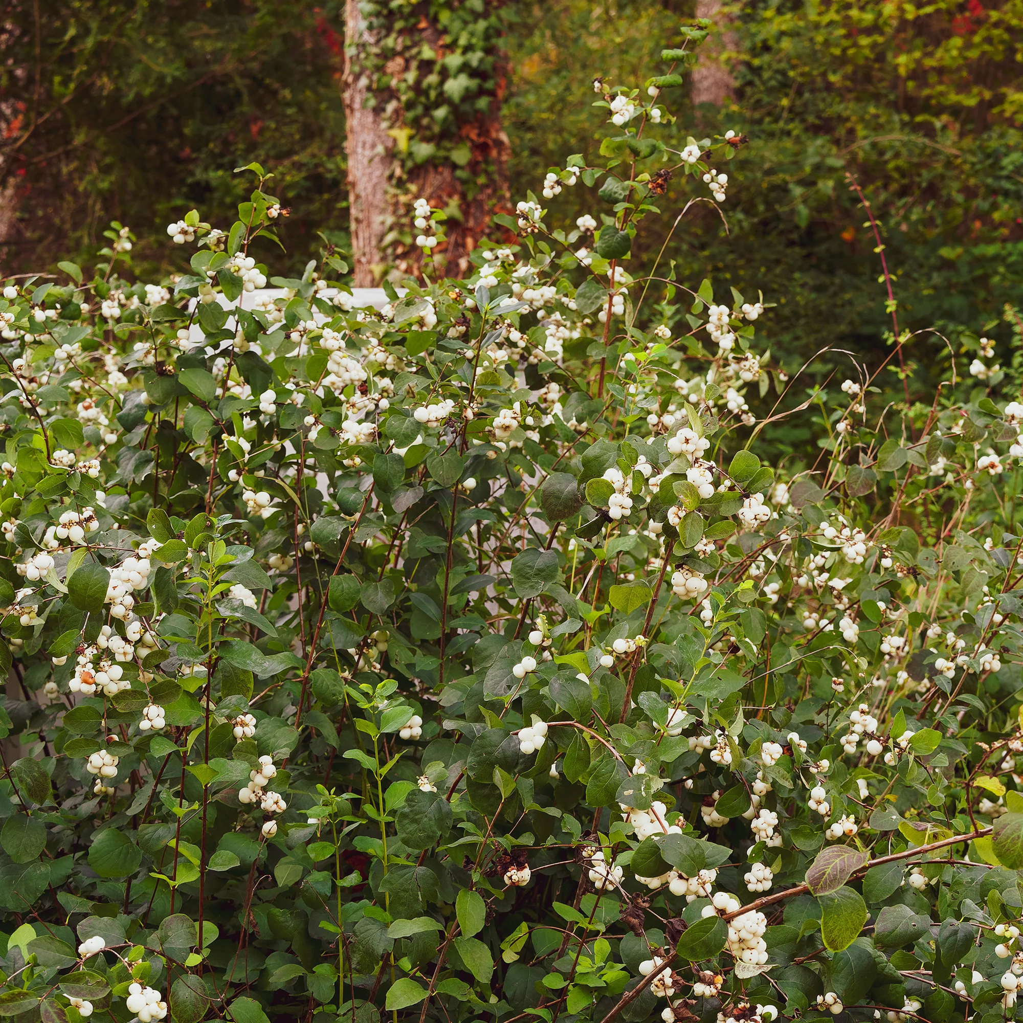 Symphorine White Hedge - Image 2