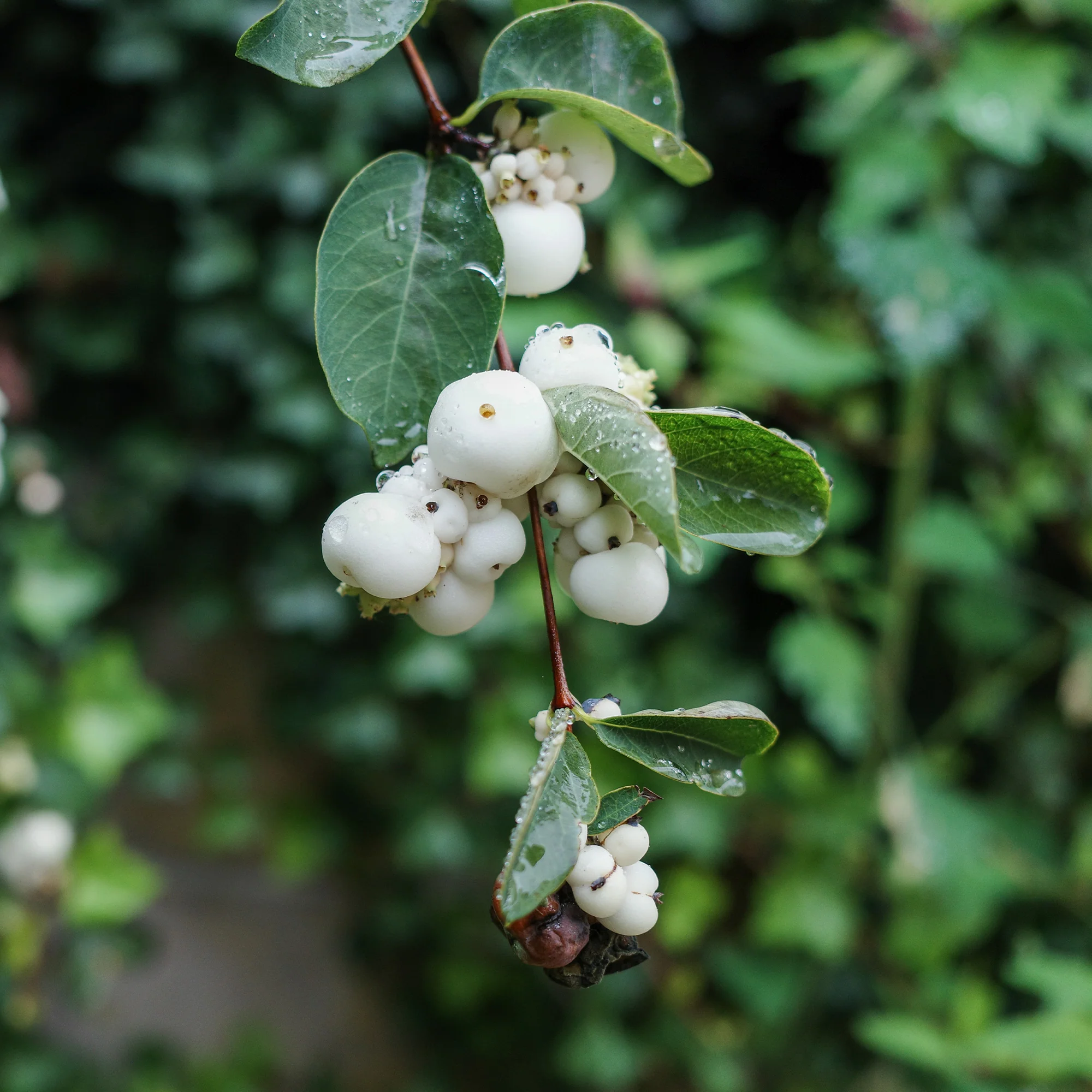 Symphorine White Hedge - Image 3