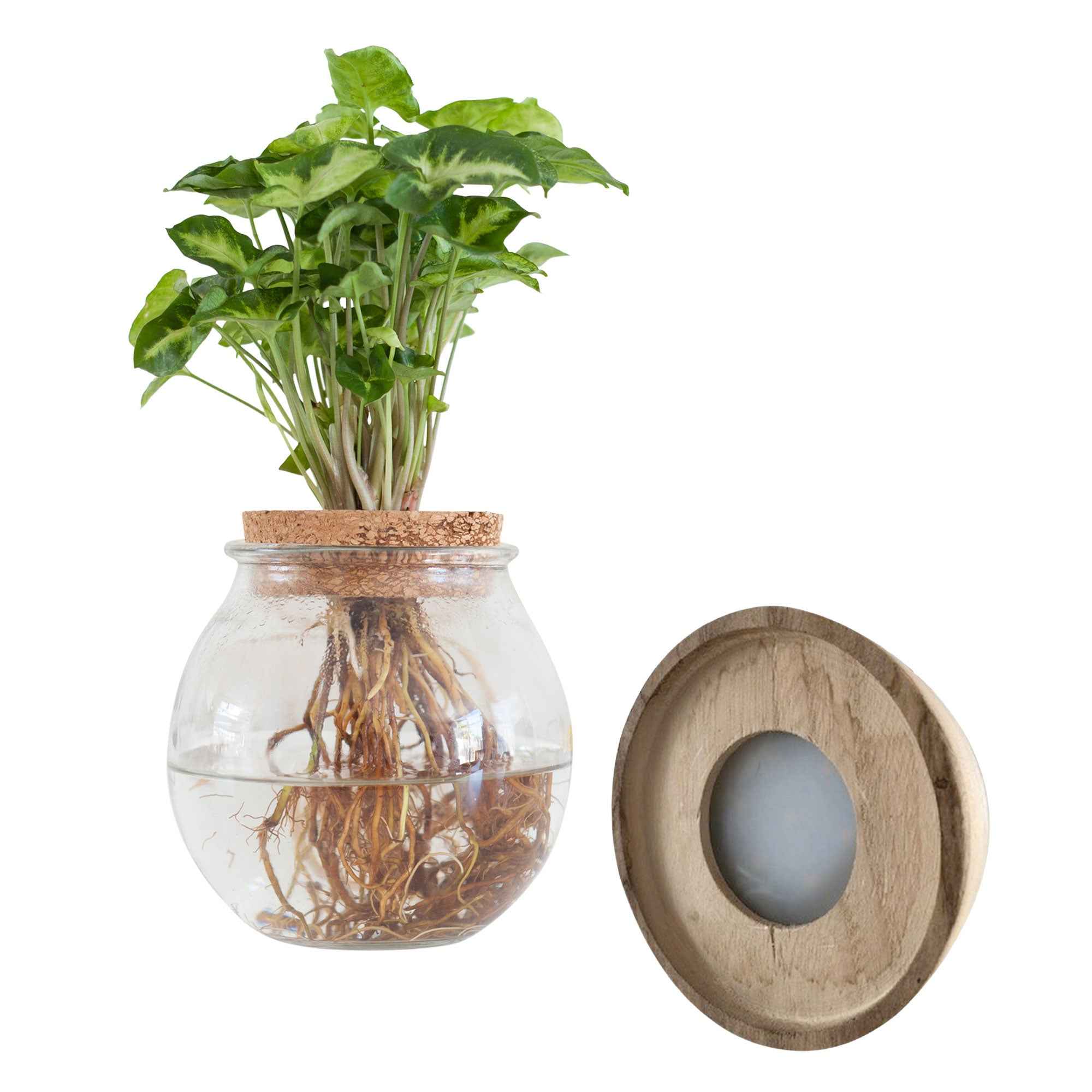 Syngonium et son ampoule vase avec LED - Image 3