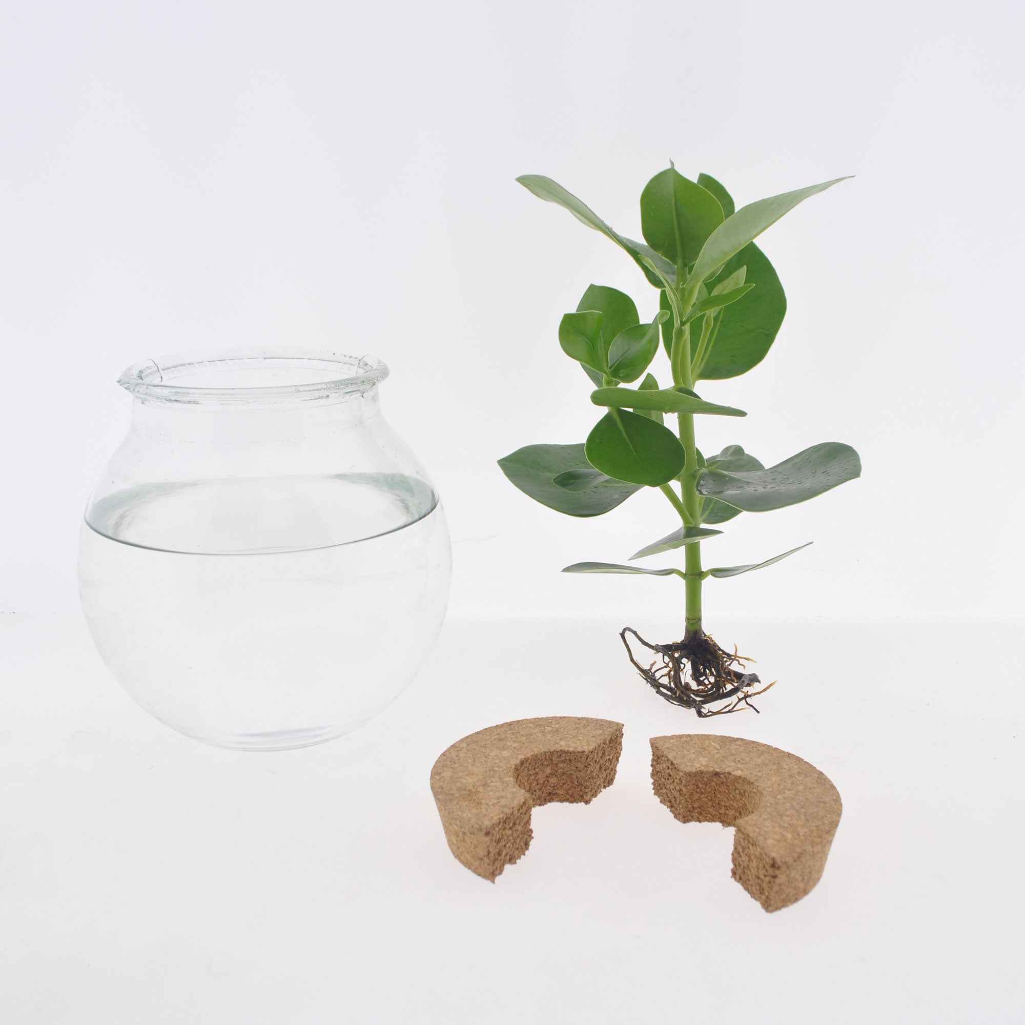 Syngonium et son ampoule vase avec LED - Image 4