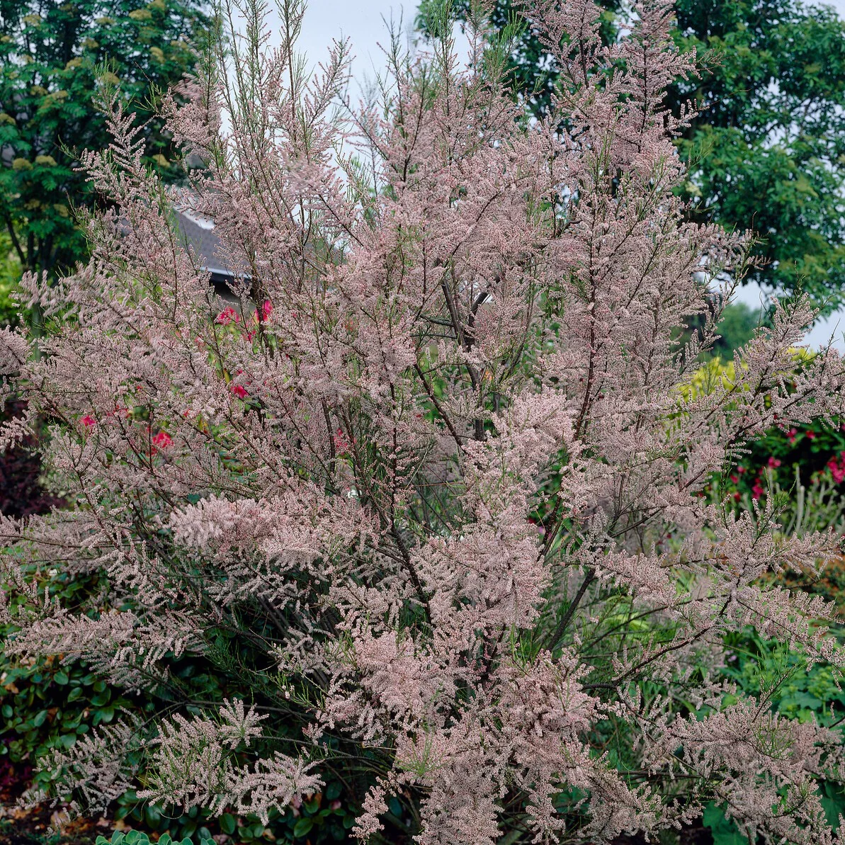 Tamaris d'été - Image 2