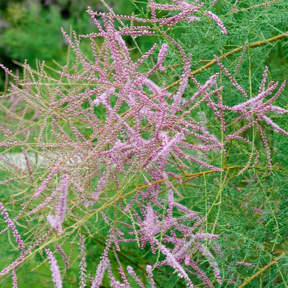 Tamaris d'été - Image 3