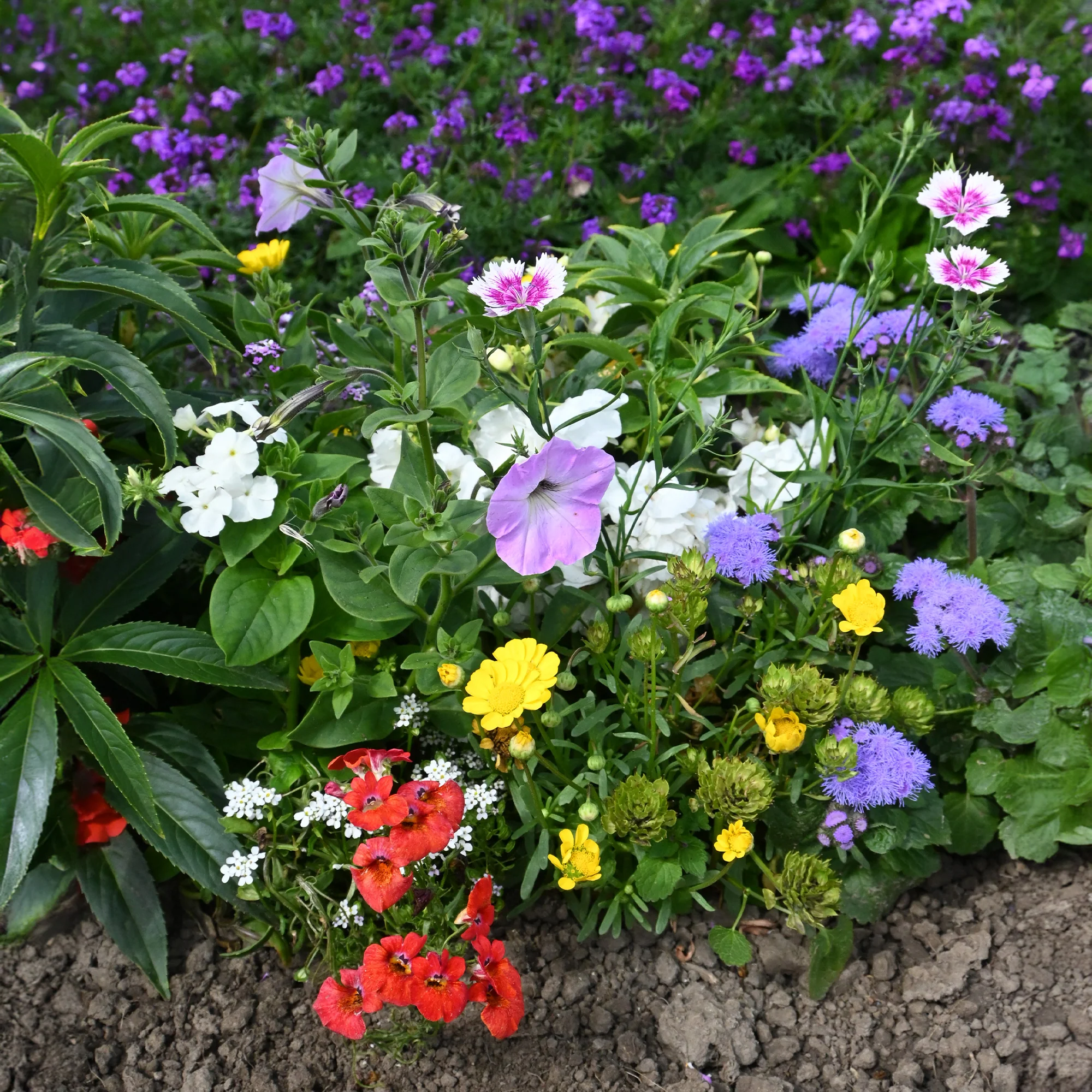 Tapis de fleurs spécial jardinières - Image 3