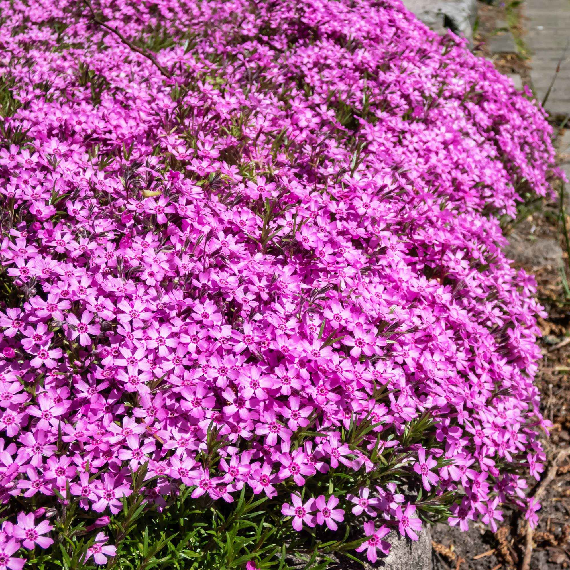 Tapis fleuri rose - Image 3