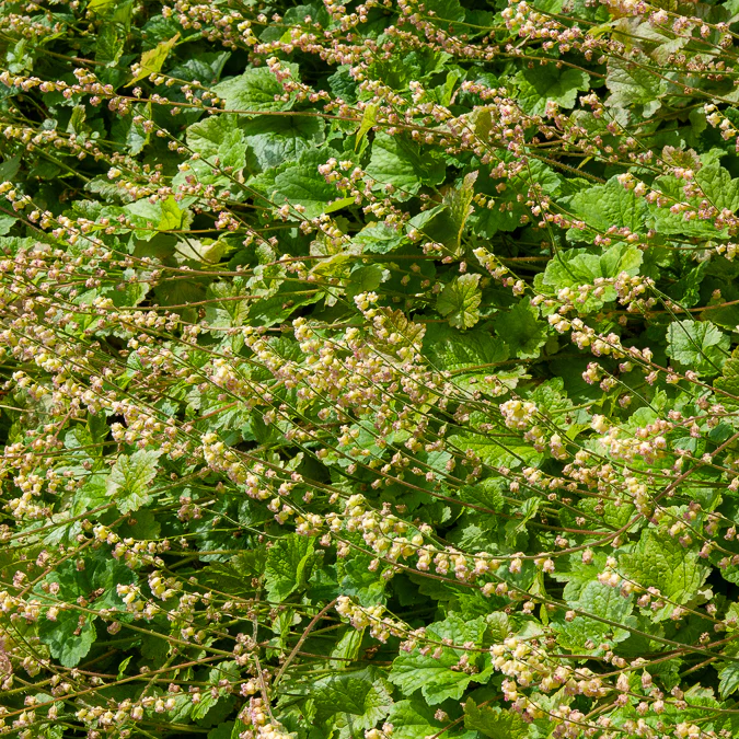Tellime à grandes fleurs Rubra