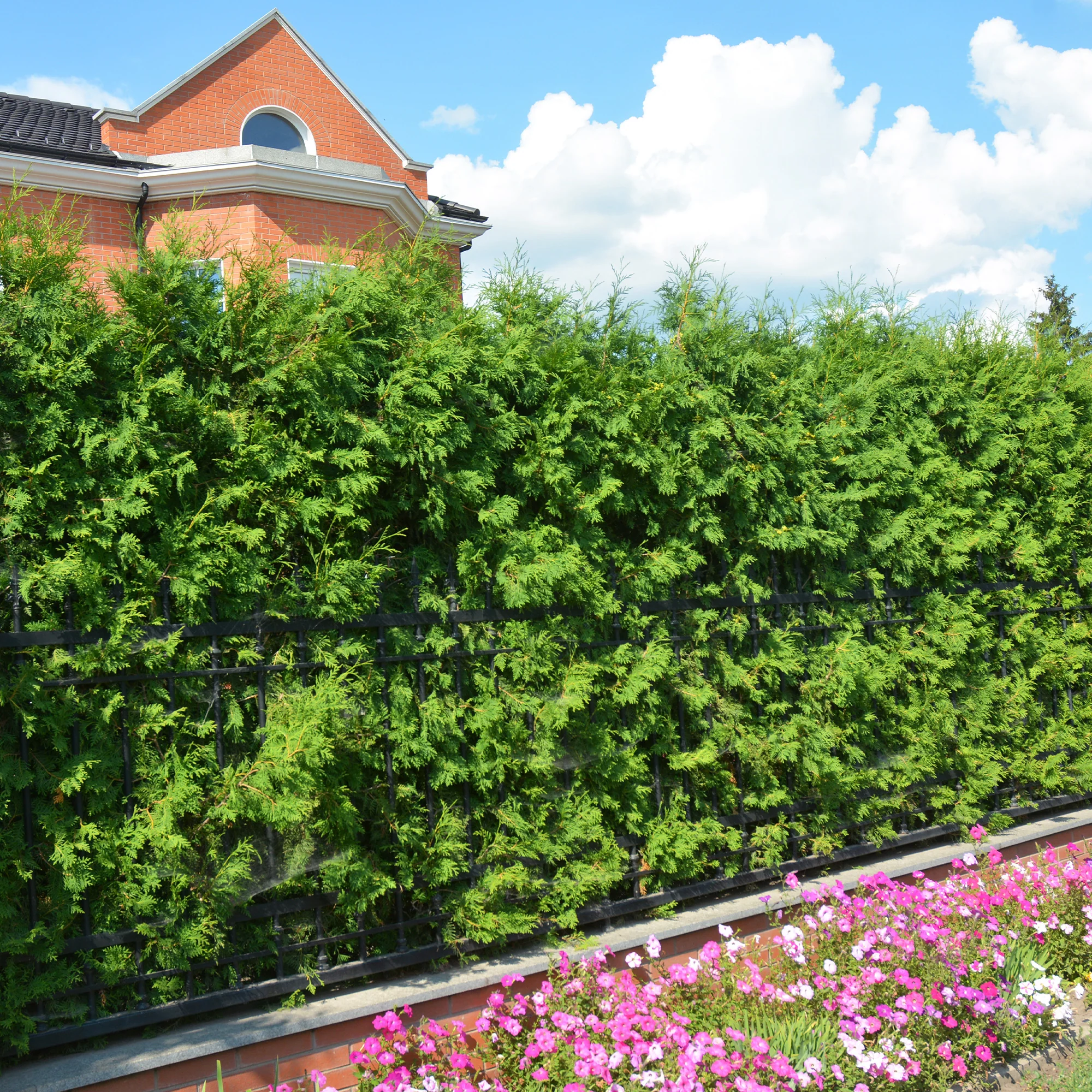 Thuja d'occident Brabant - Image 2