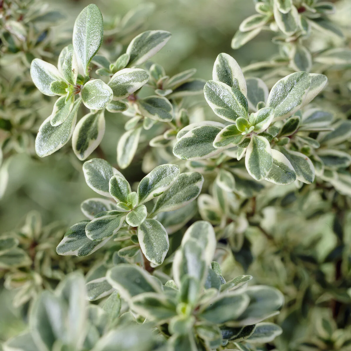 Thym citron Silver Queen - Image 2