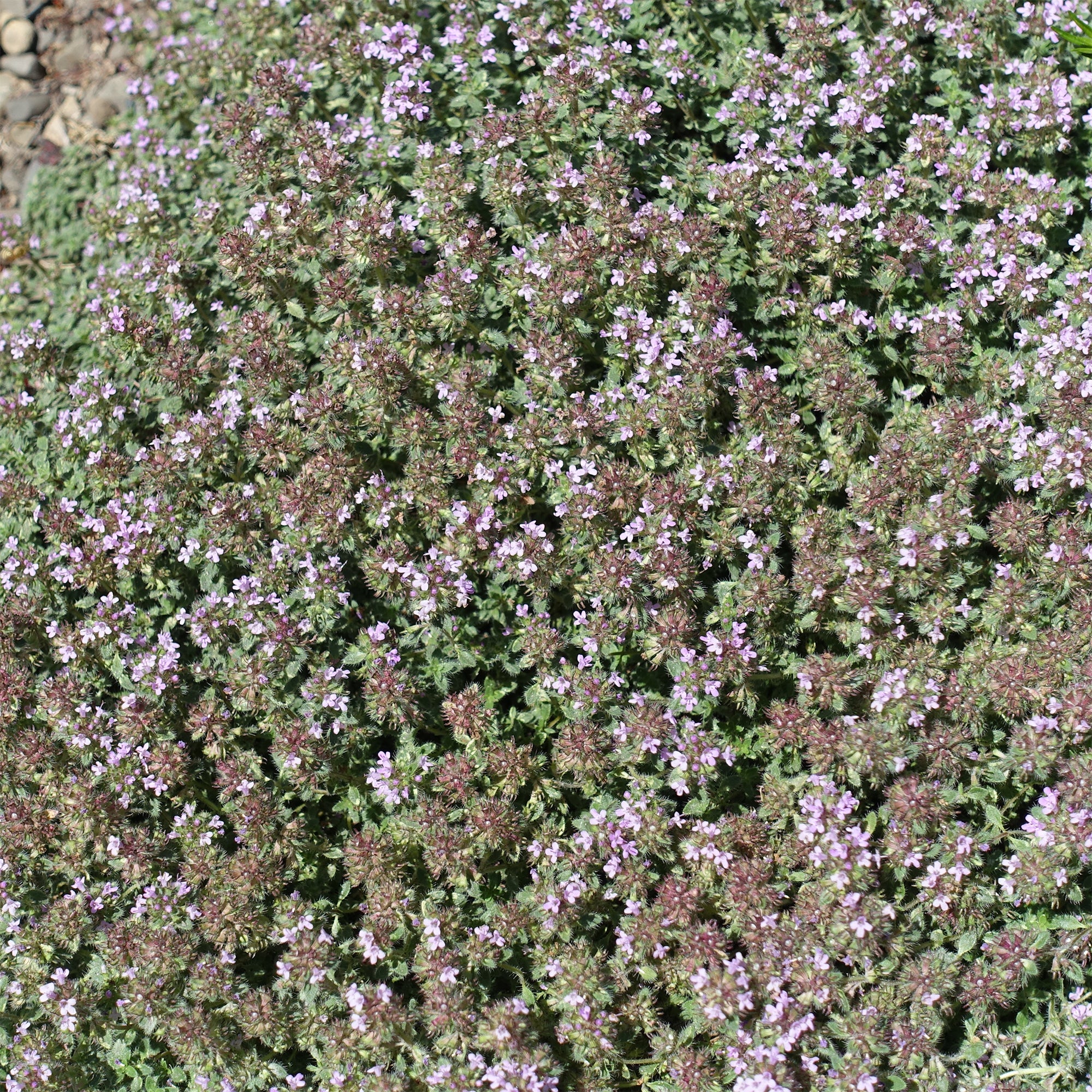 Thym précoce laineux