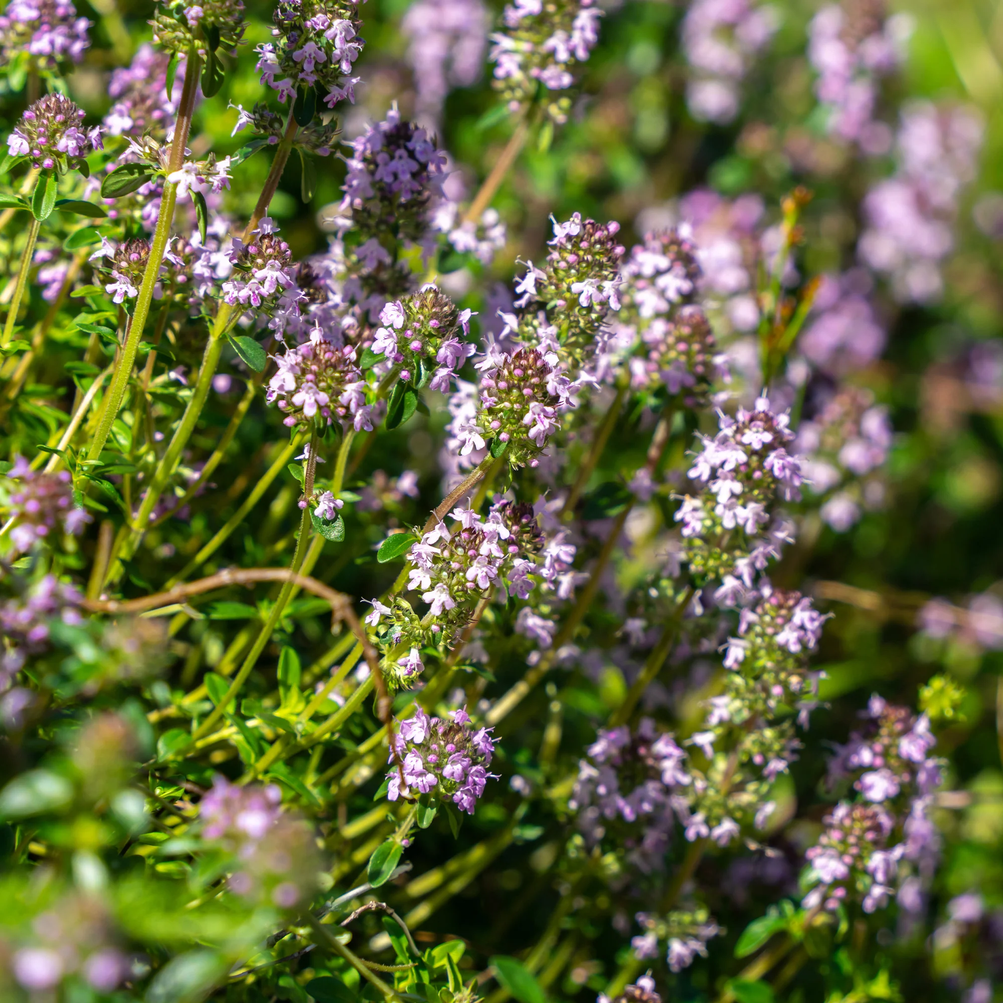 Thym serpolet
