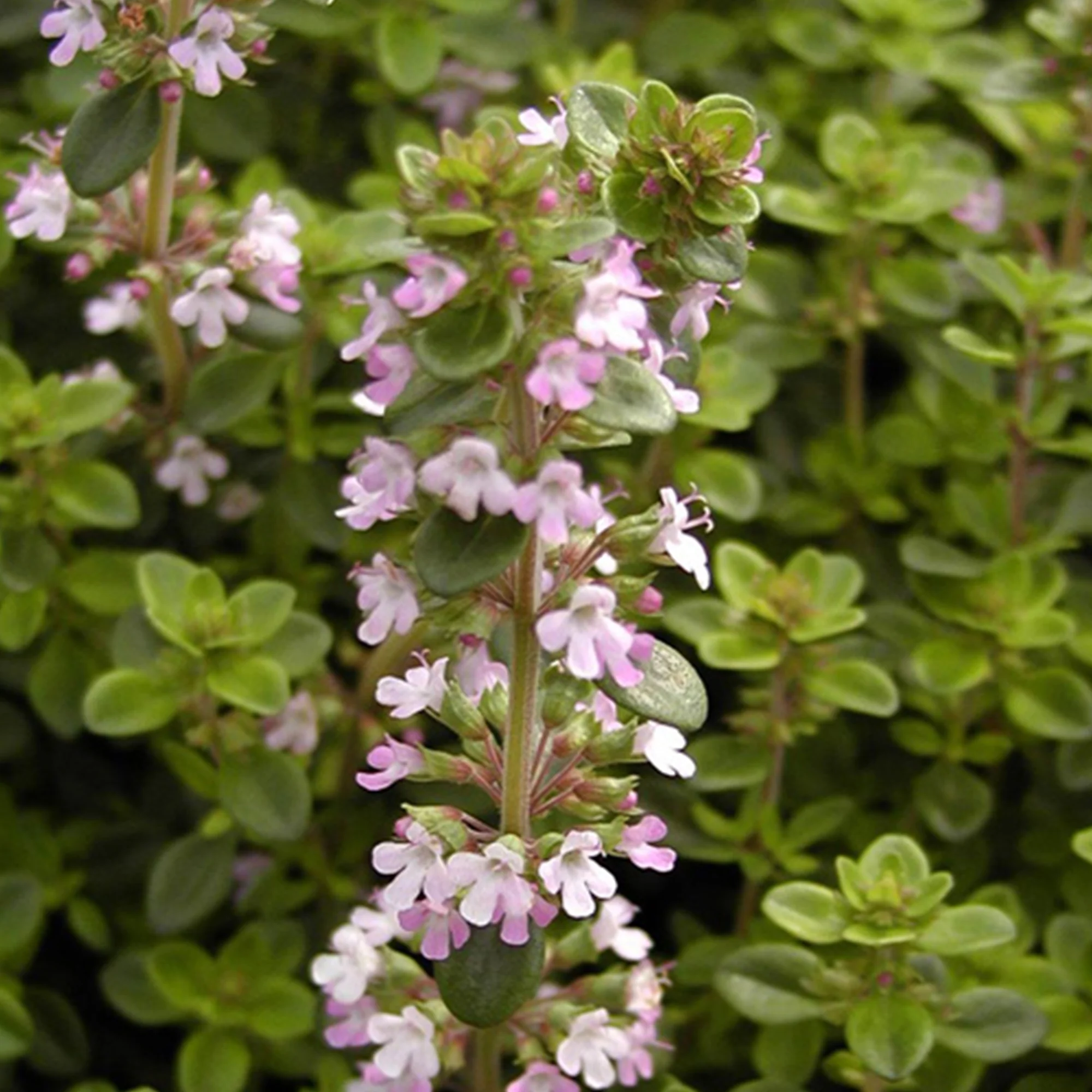Thym serpolet - Image 2