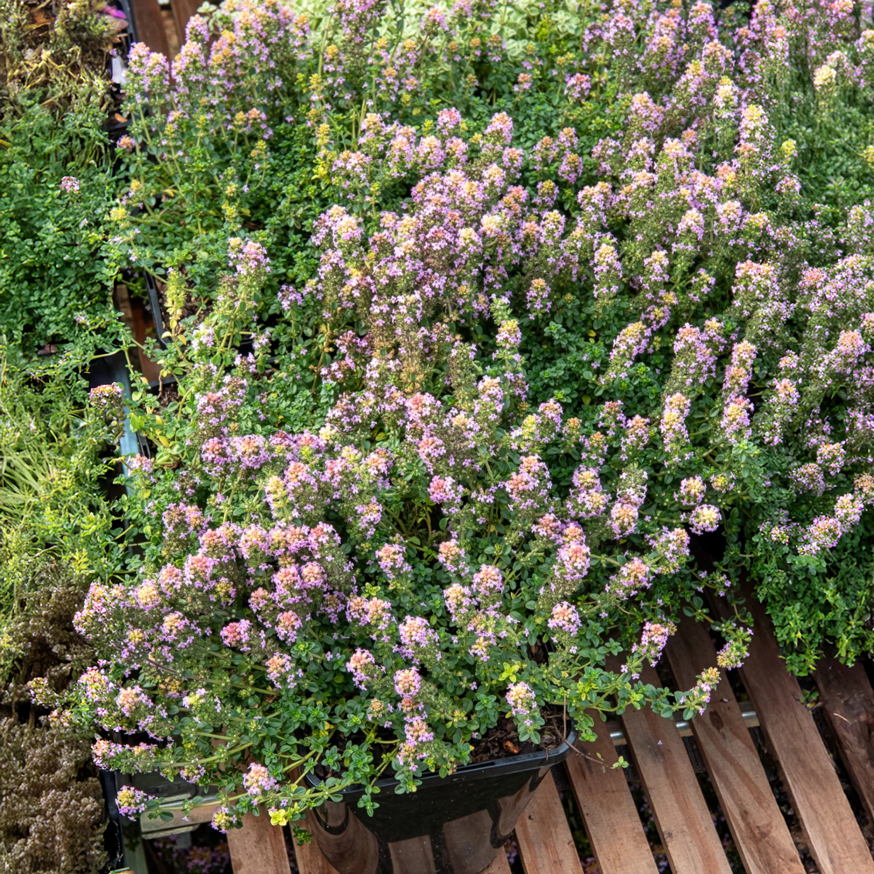Thym serpolet Elfin
