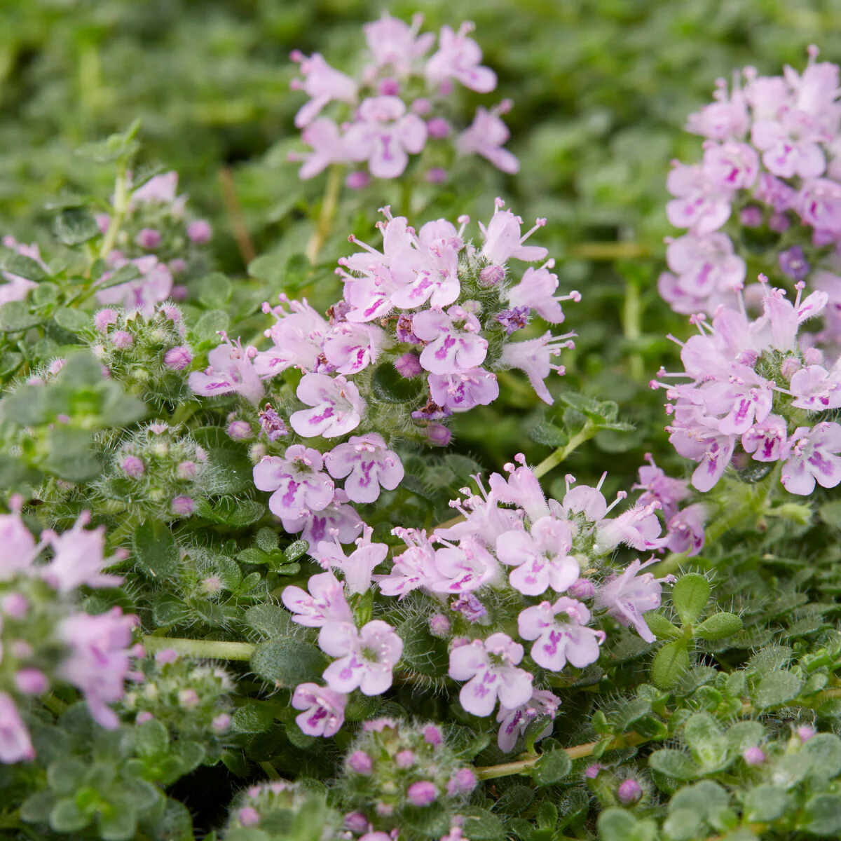 Thym serpolet Elfin - Image 2
