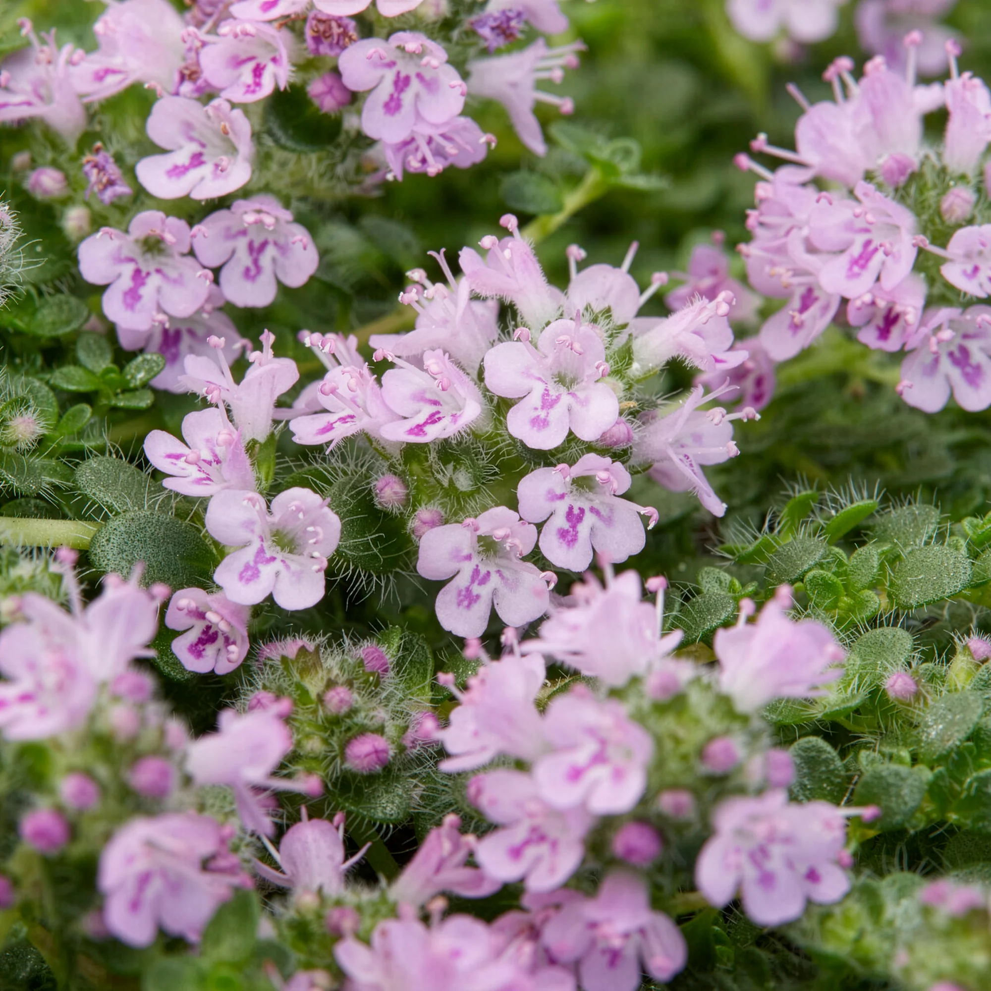 Thym serpolet Elfin - Image 3