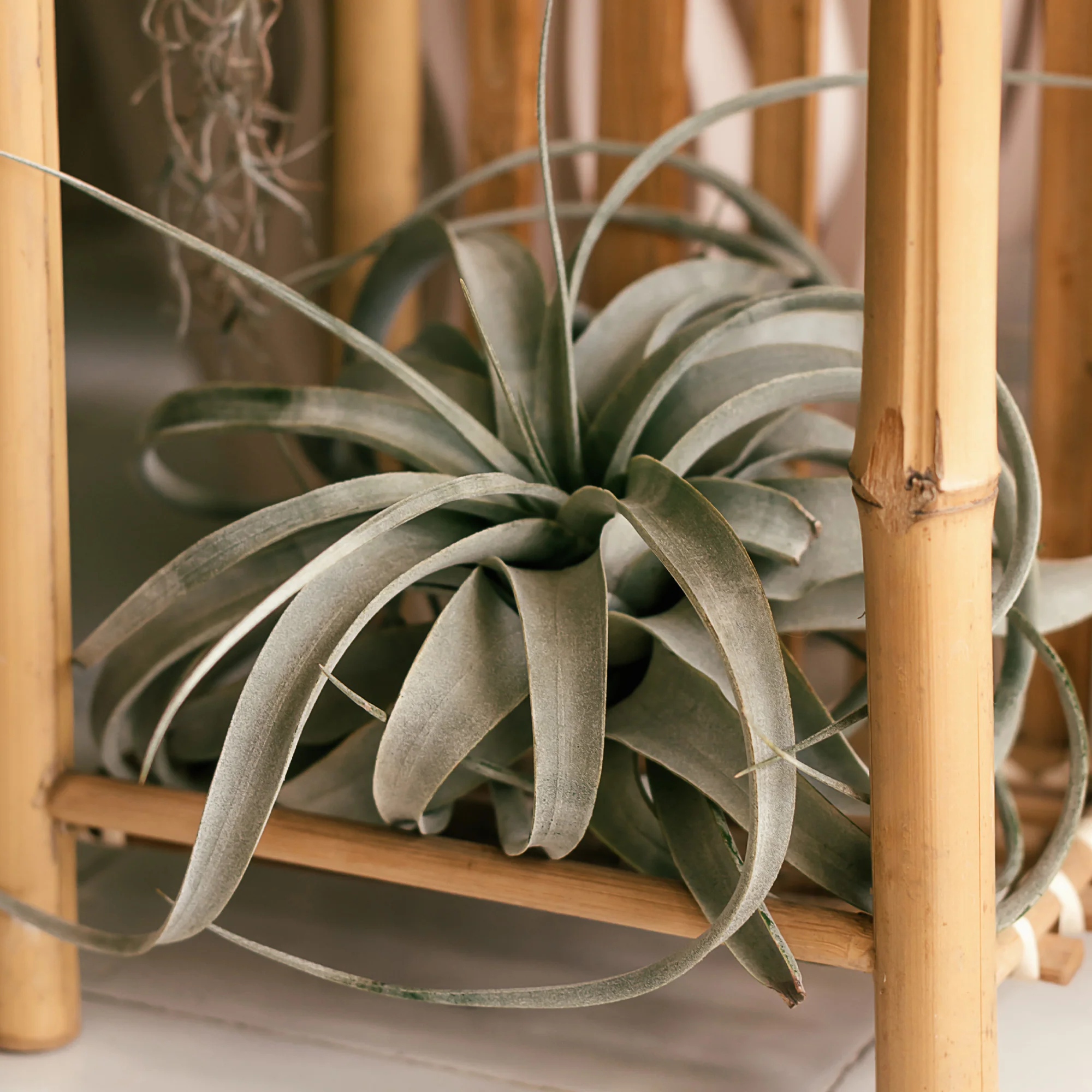 Tillandsia xerographica - Image 2
