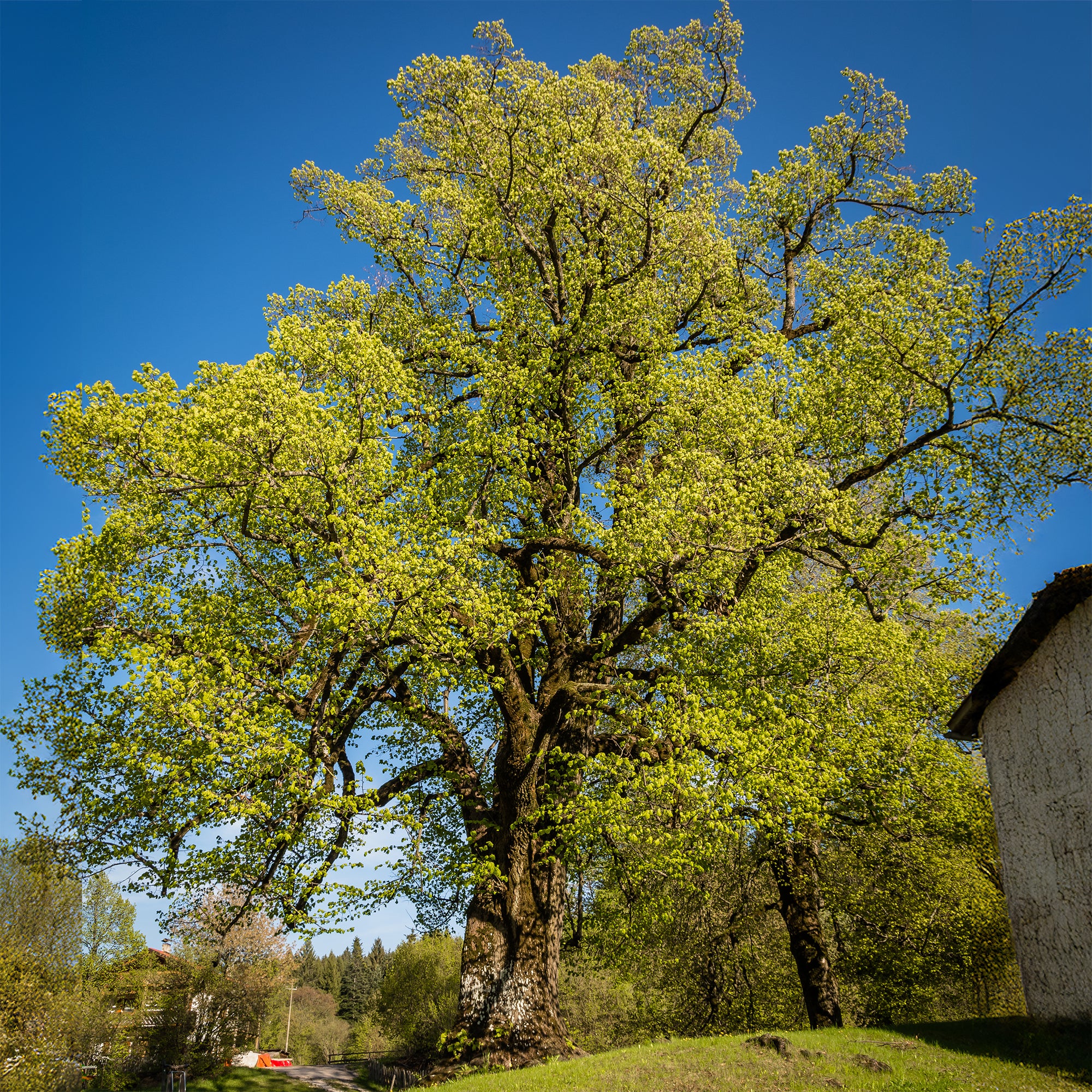 Tilleul à grandes feuilles - Image 2