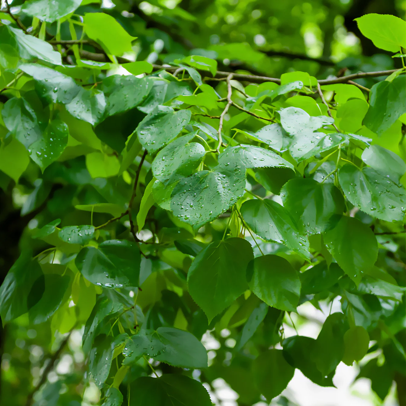 Tilleul de Crimée  Euchlora