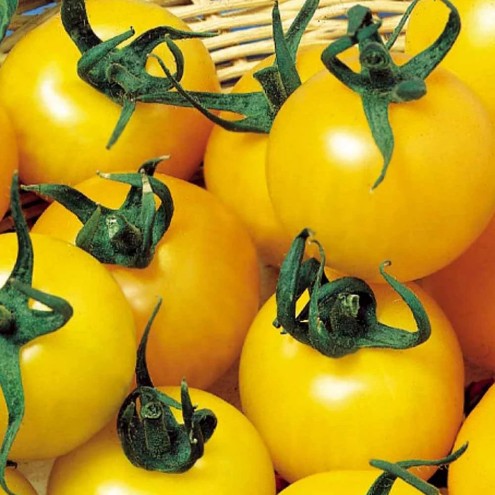 Tomate à fruits jaune Goldene Königin