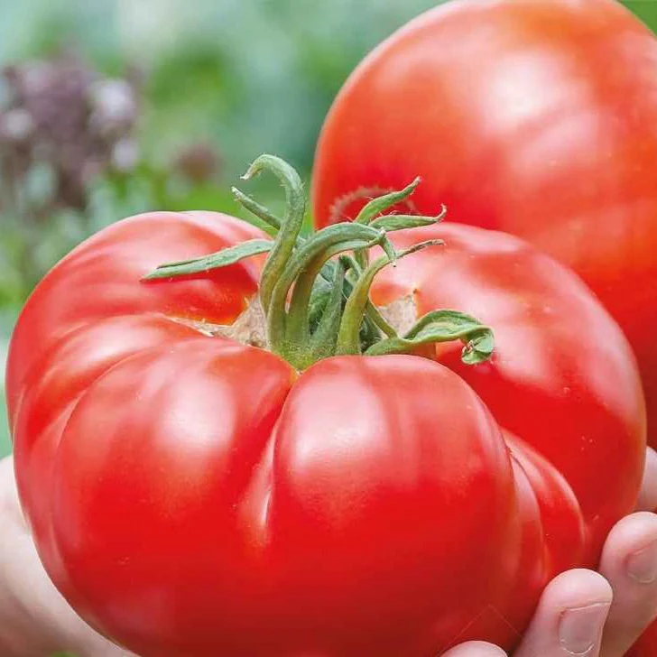 Tomate à très gros fruits Country Taste F1 Bio
