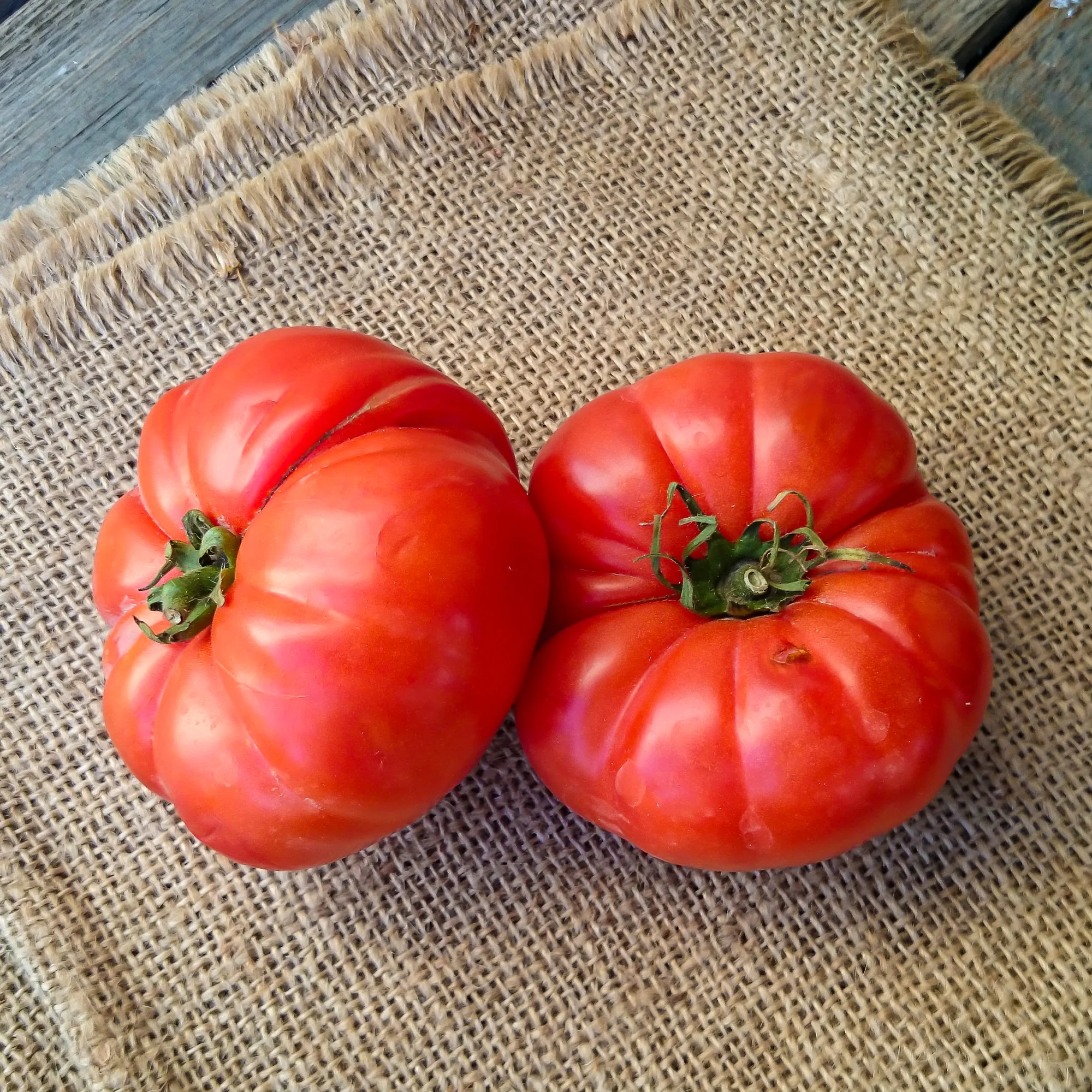 Tomate à très gros fruits Marmande - Image 3