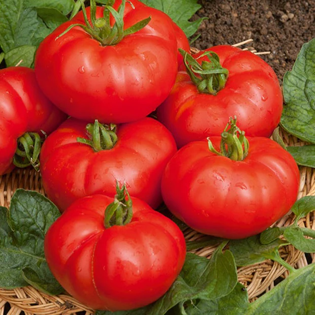 Tomate à très gros fruits Marmande - Image 4