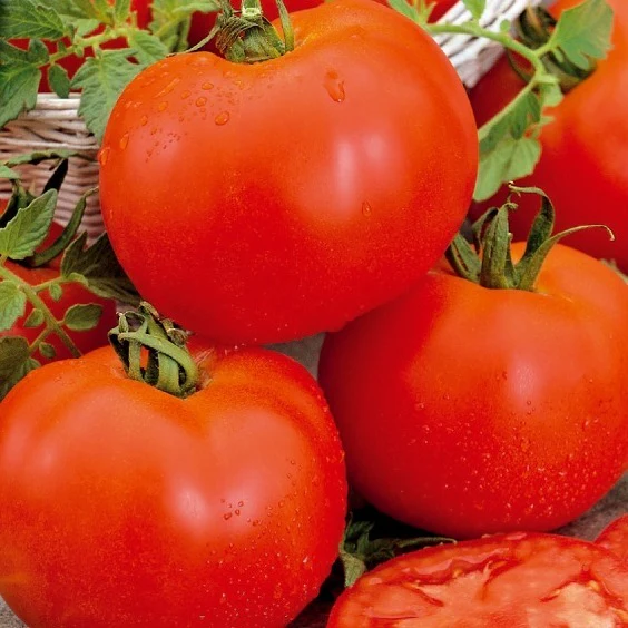 Tomate Bonset F1 - Image 2